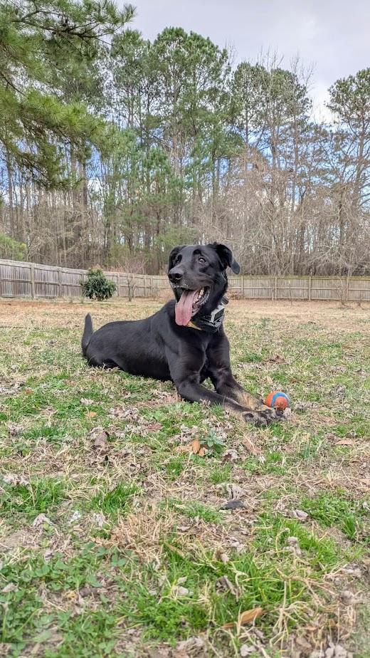 Enlarge Gunnar, an adopted mixed breed in Charlotte, NC image 1/6