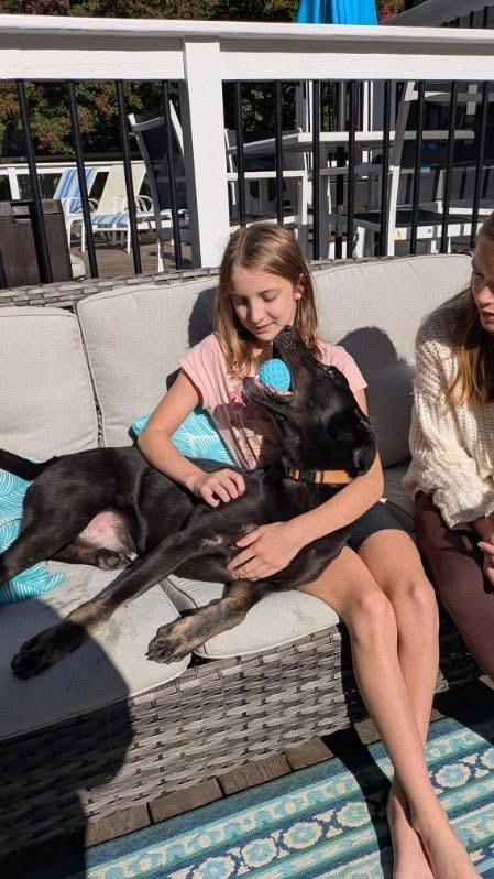 Enlarge Gunnar, an adopted mixed breed in Charlotte, NC image 4/6