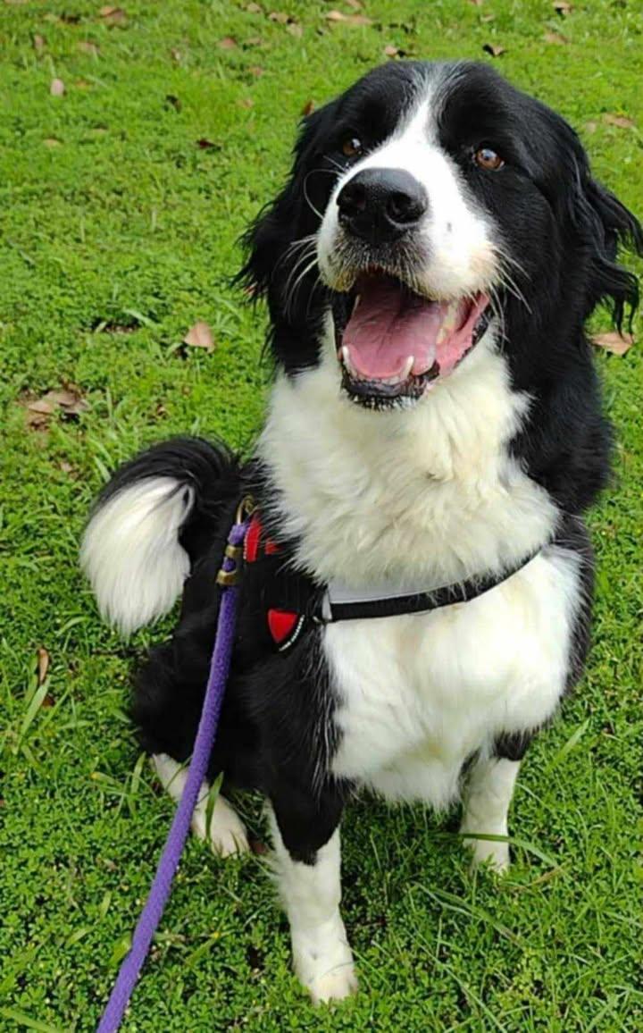 Simon, ADOPTABLE, Young Male Border Collie.