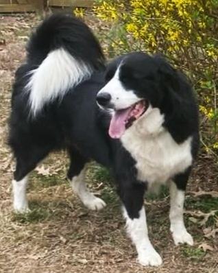 Enlarge Simon, a ADOPTABLE mixed breed in Cordova, TN image 4/6