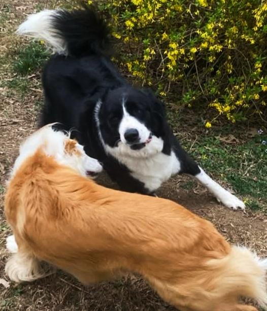 Enlarge Simon, a ADOPTABLE mixed breed in Cordova, TN image 5/6