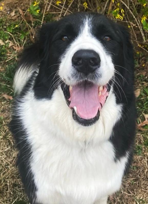 Enlarge Simon, a ADOPTABLE mixed breed in Cordova, TN image 3/6