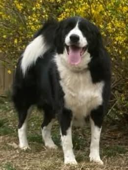 Enlarge Simon, a ADOPTABLE mixed breed in Cordova, TN image 6/6