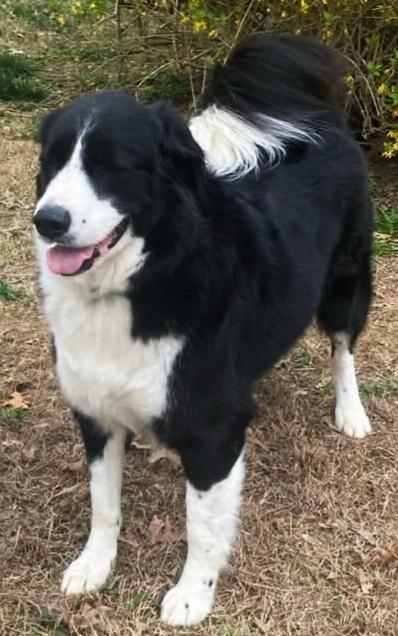 Enlarge Simon, a ADOPTABLE mixed breed in Cordova, TN image 2/6