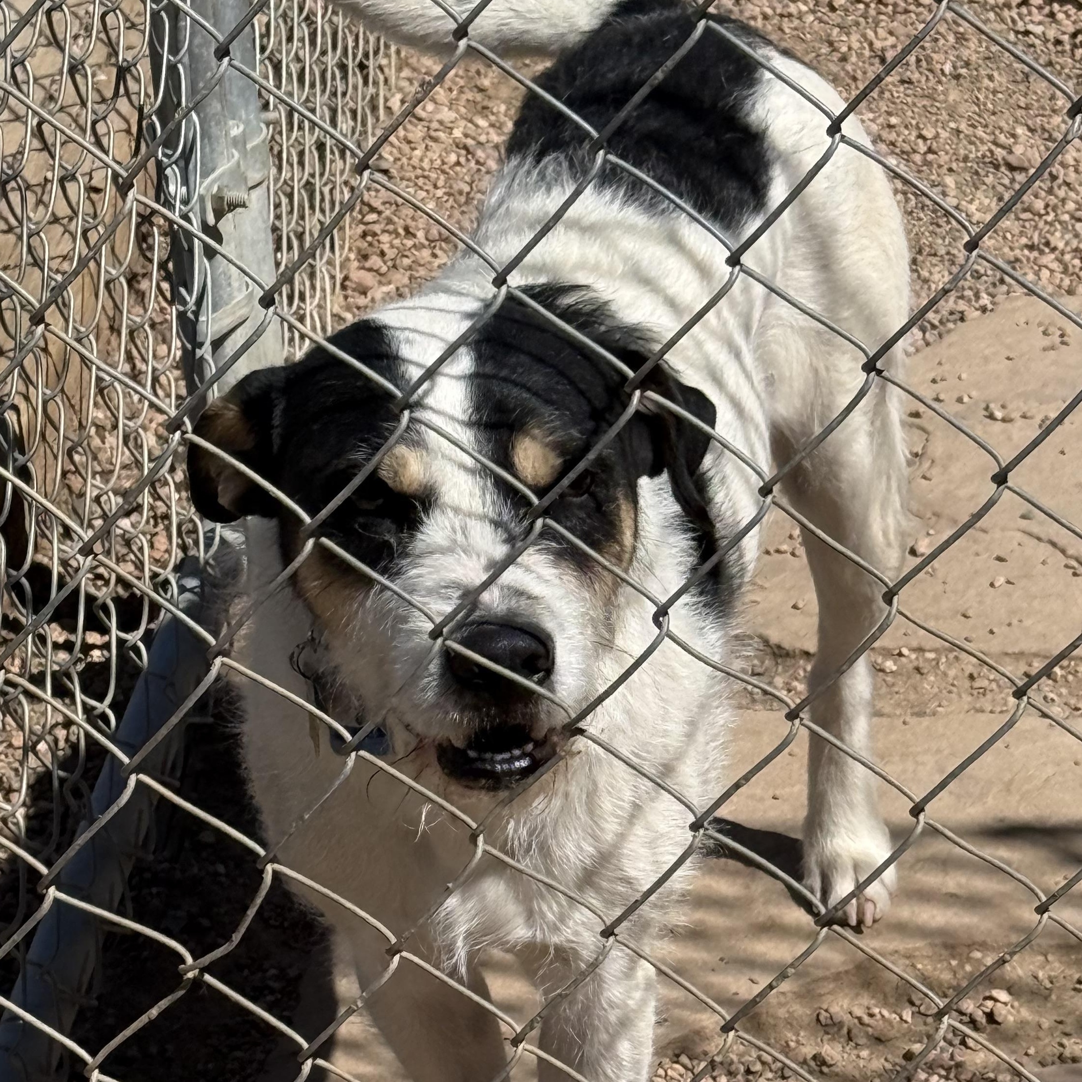 Enlarge Spot, a ADOPTABLE mixed breed in Littleton, CO image 2/2