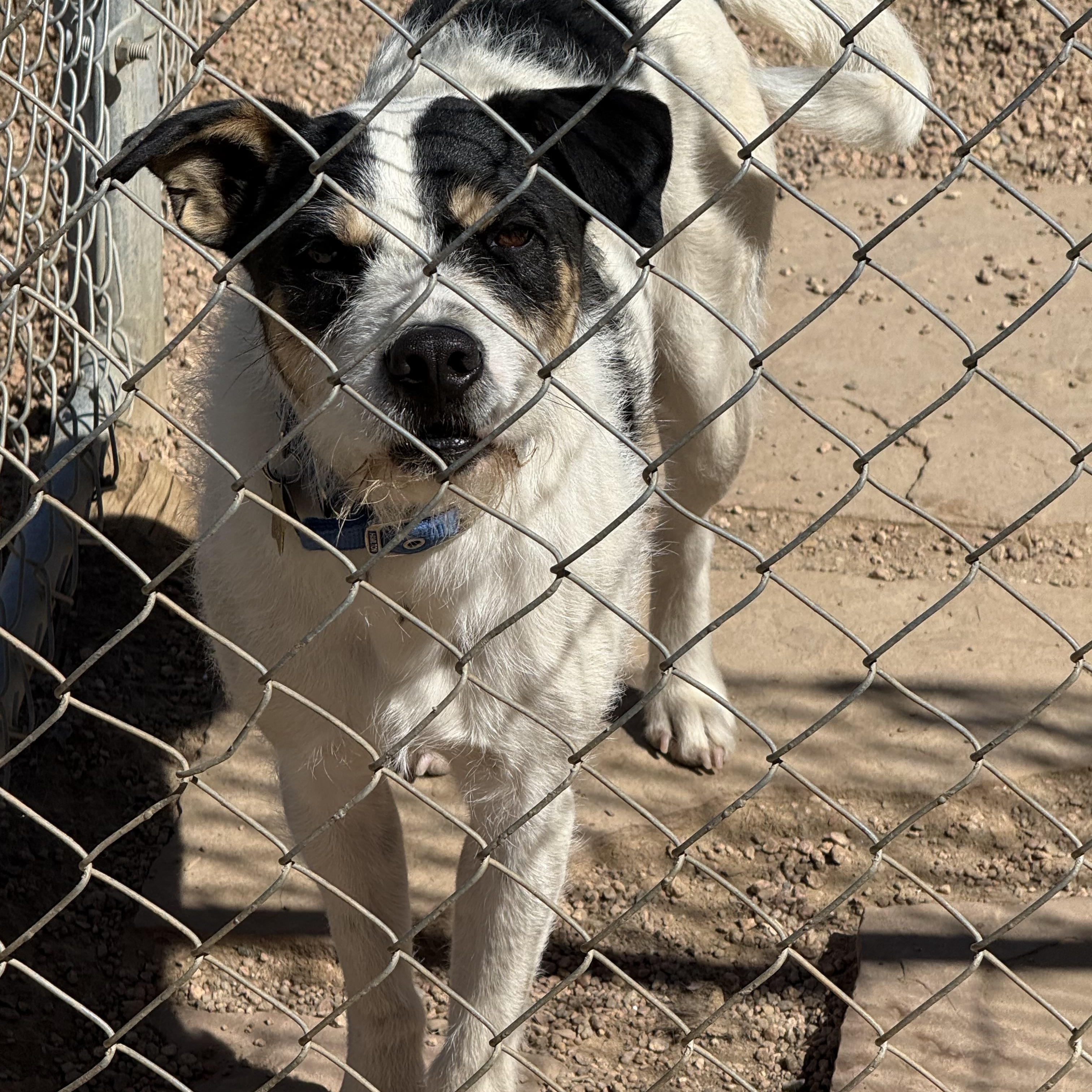 Enlarge Spot, a ADOPTABLE mixed breed in Littleton, CO image 1/2