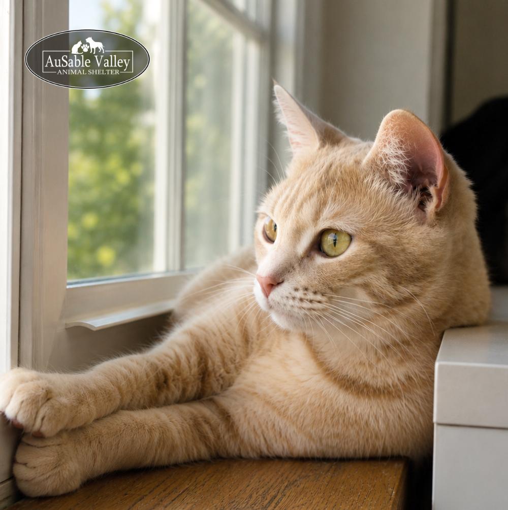 Binky, ADOPTABLE, Adult Female Domestic Short Hair.