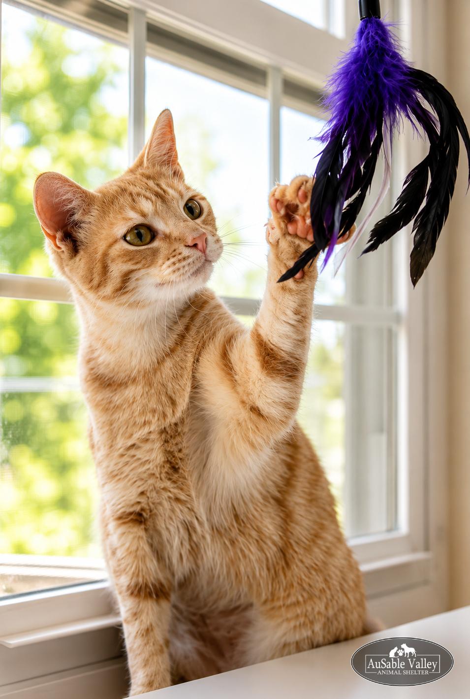 Enlarge Binky, a ADOPTABLE Domestic Short Hair in Grayling, MI image 4/6