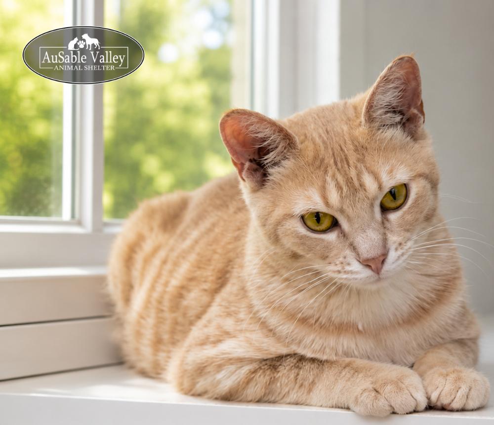 Enlarge Binky, a ADOPTABLE Domestic Short Hair in Grayling, MI image 5/6