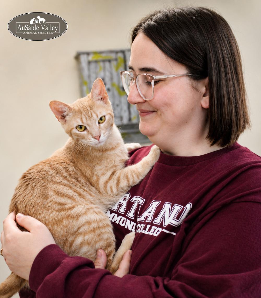 Enlarge Binky, a ADOPTABLE Domestic Short Hair in Grayling, MI image 2/6