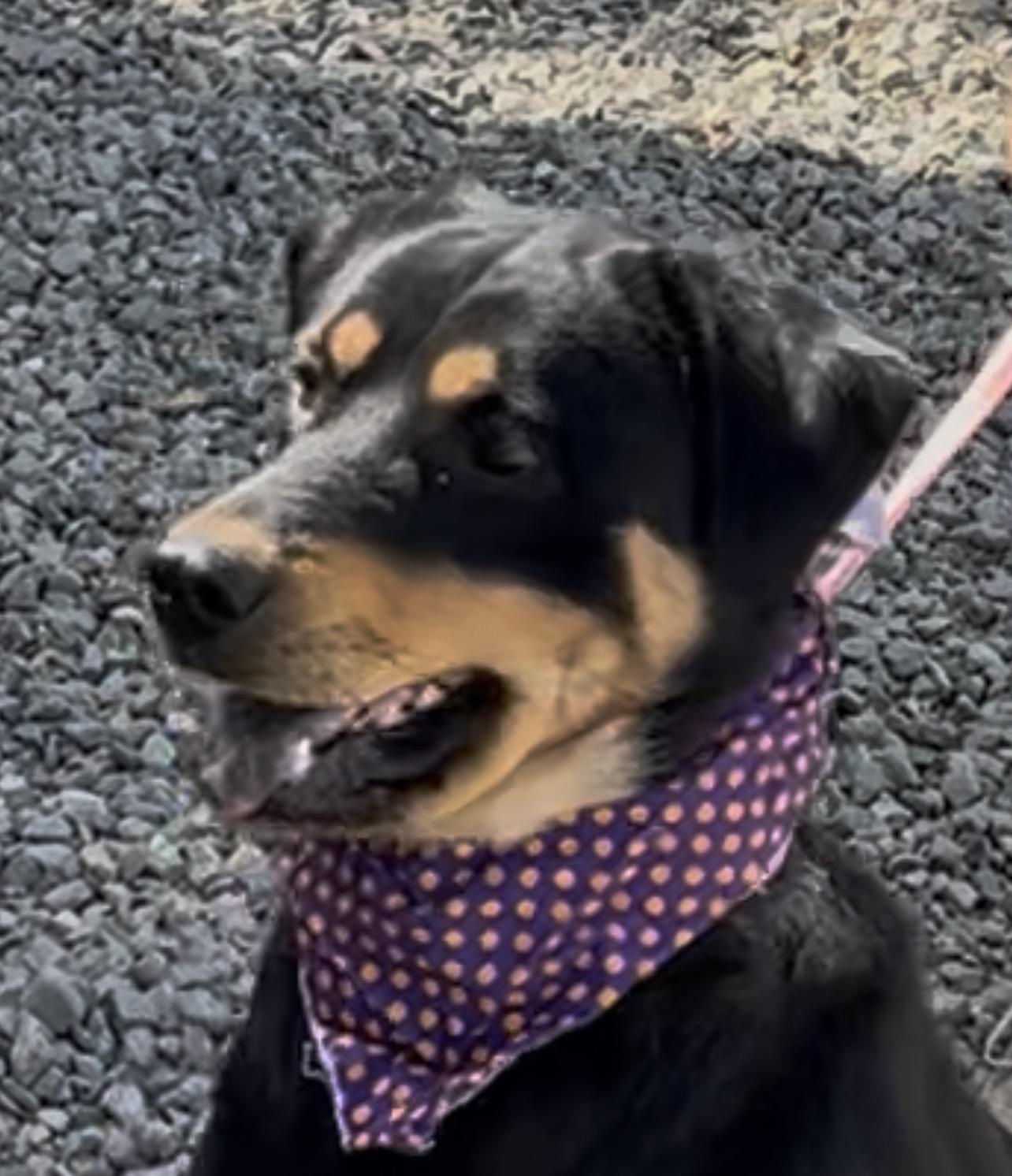 Flora, a Adoptable mixed breed in Woodland, CA image 2/2