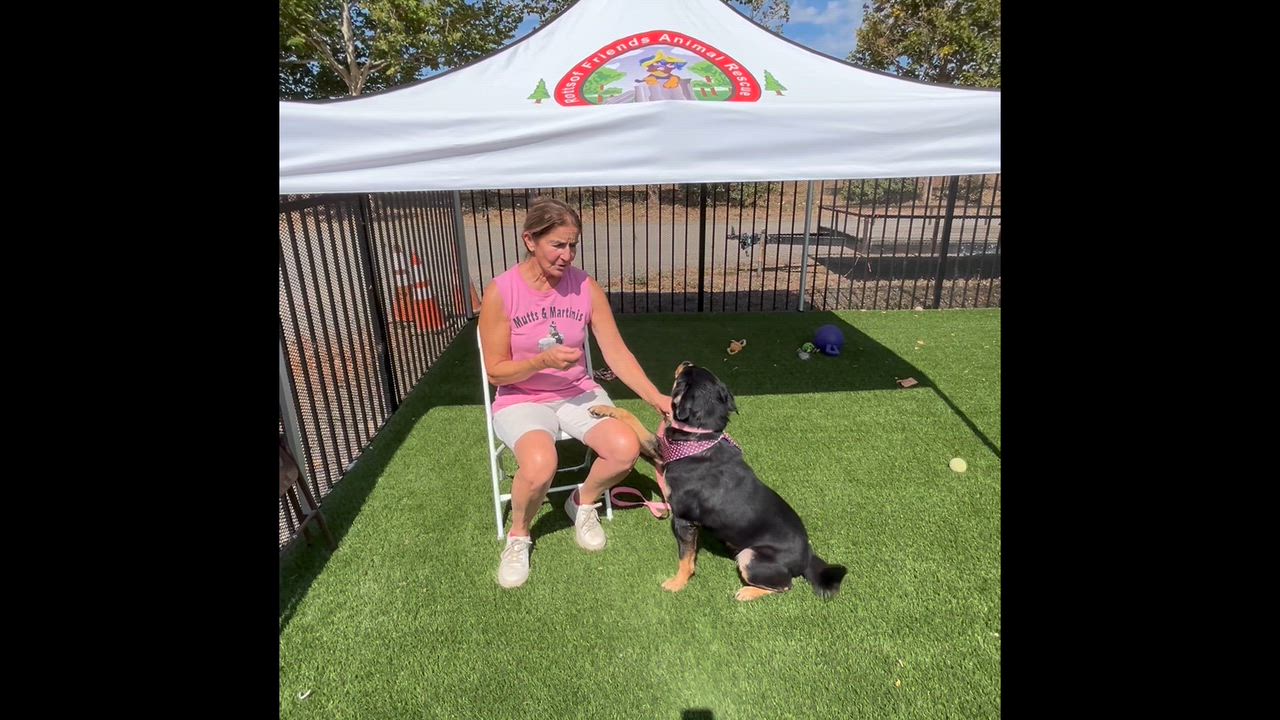 Enlarge Flora, a Adoptable mixed breed in Woodland, CA video 1/2