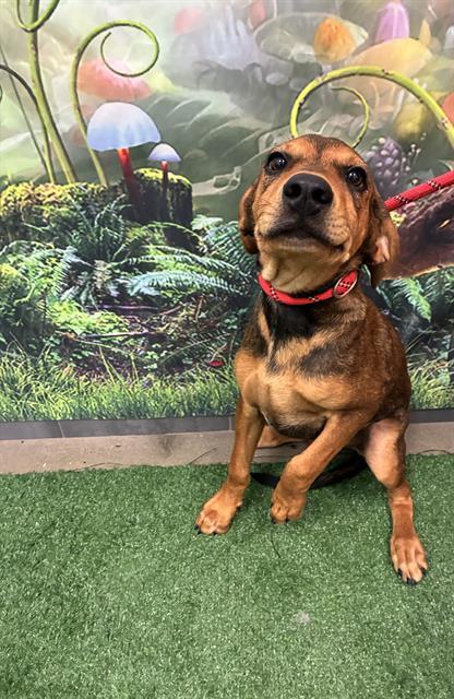 DUSTY BOTTOMS, Adoptable, Puppy Male Redbone Coonhound.