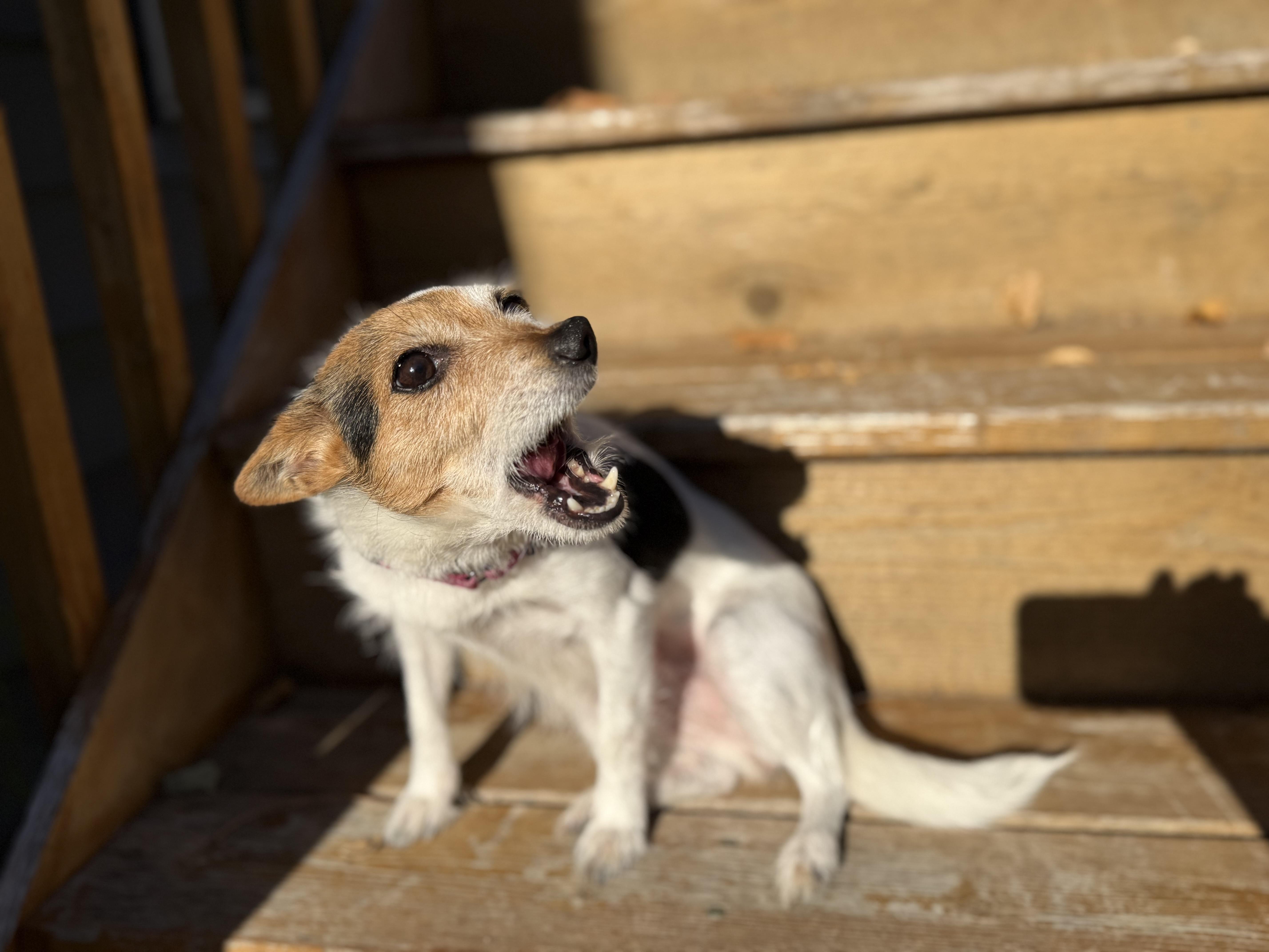 Mayva, Adoptable, Adult Female Jack Russell Terrier.