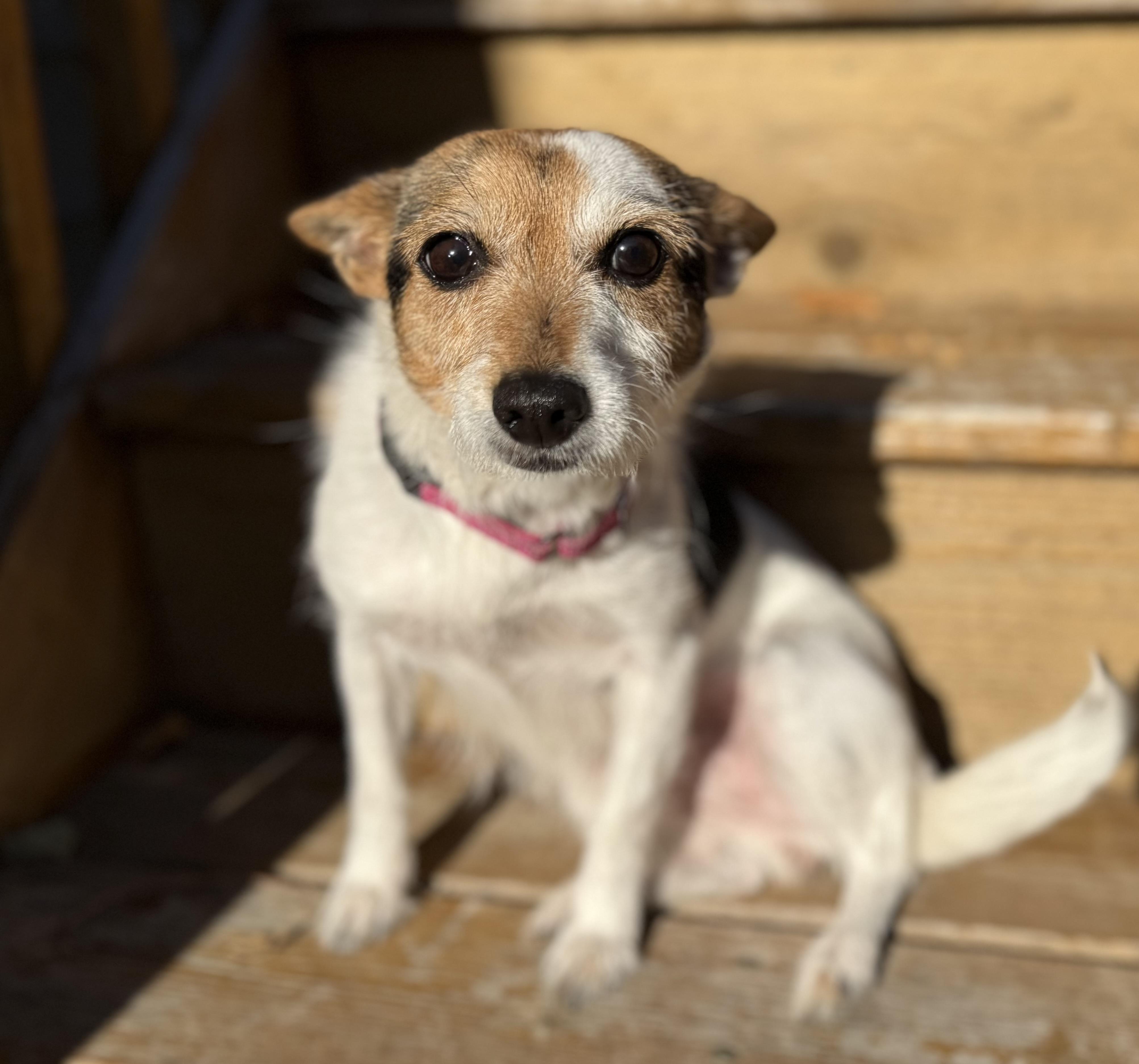 Mayva, a Adoptable Jack Russell Terrier in St. Paul, MN image 2/5