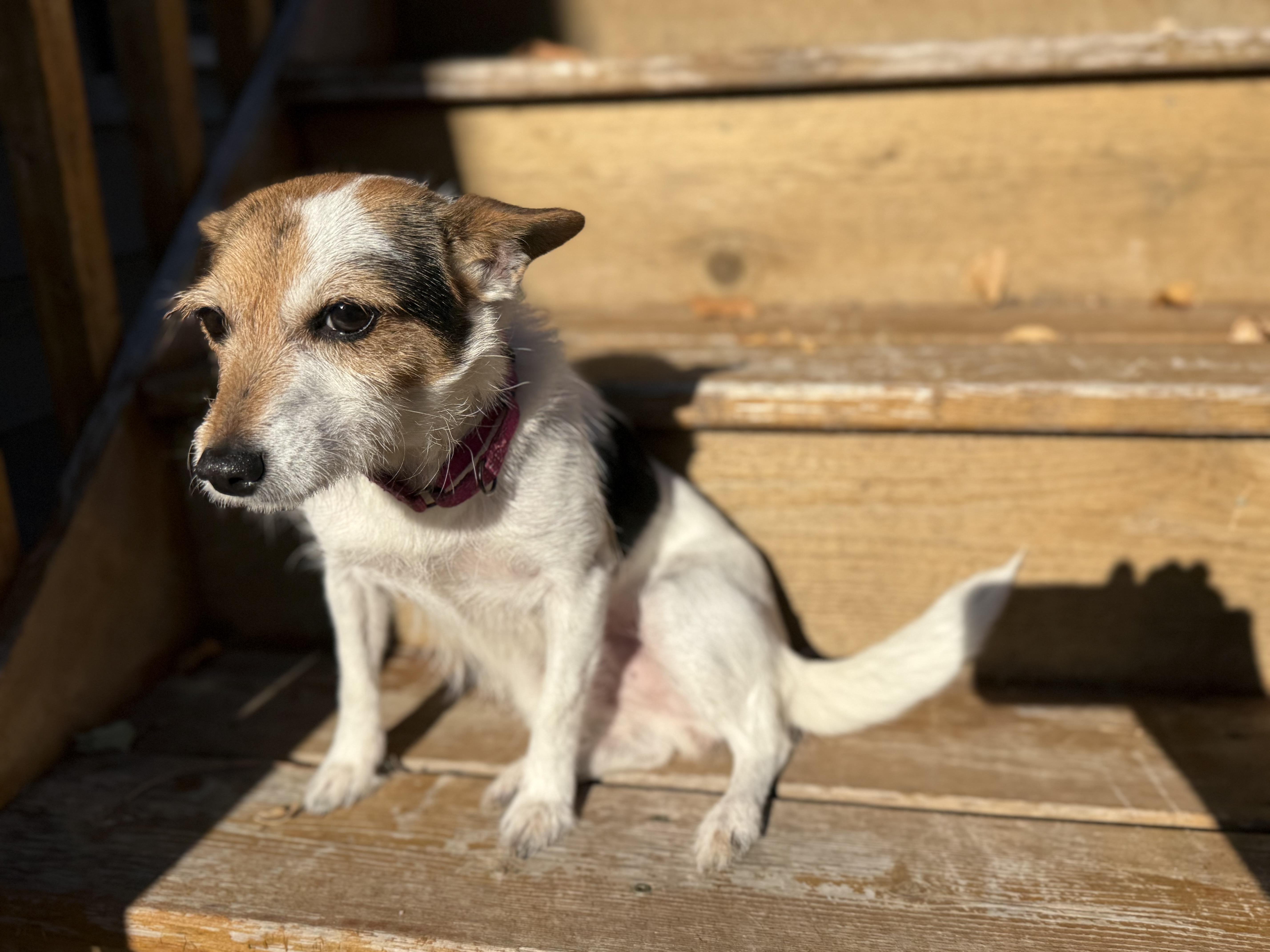 Mayva, a Adoptable Jack Russell Terrier in St. Paul, MN image 3/5