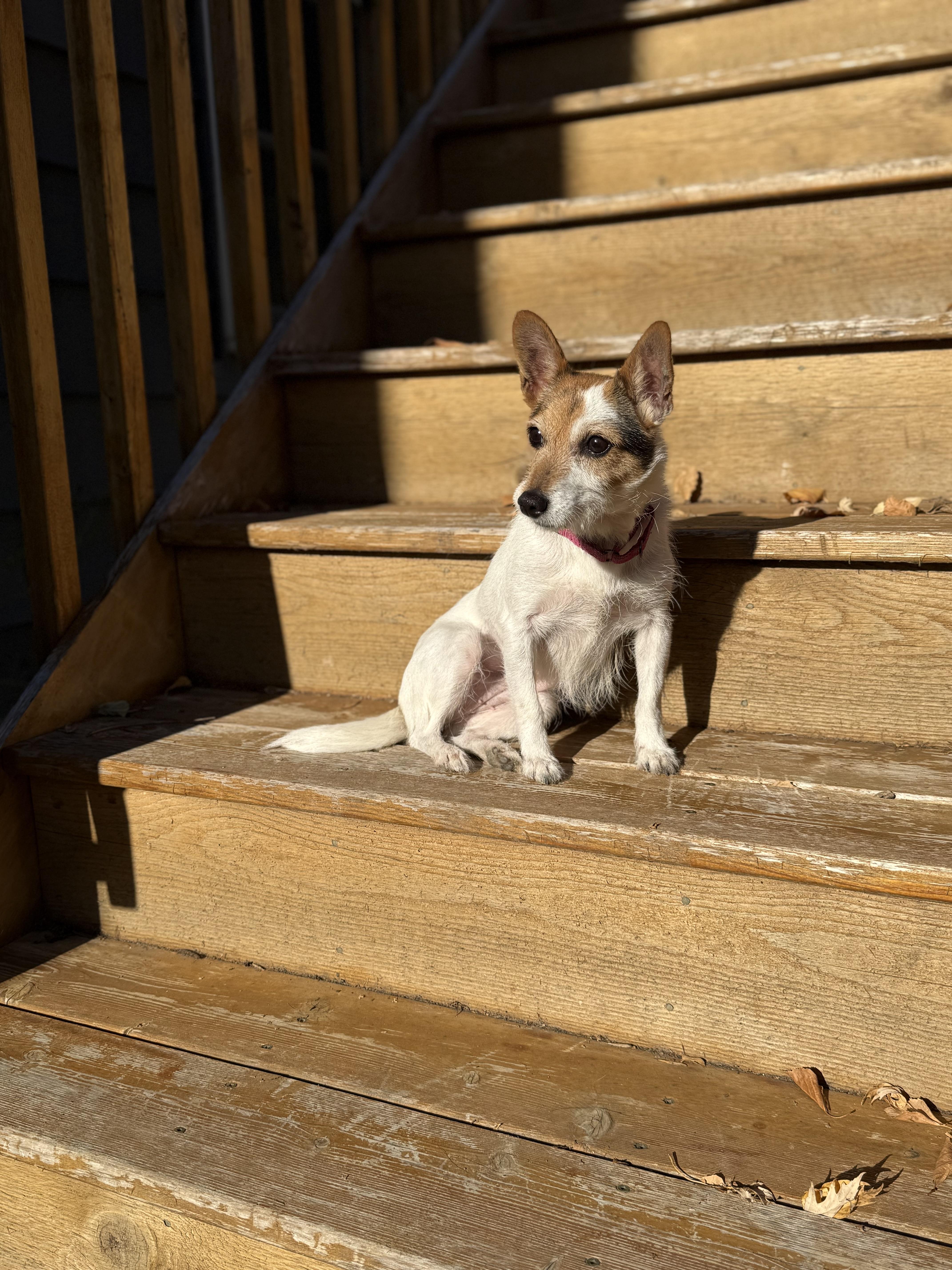 Mayva, a Adoptable Jack Russell Terrier in St. Paul, MN image 4/5