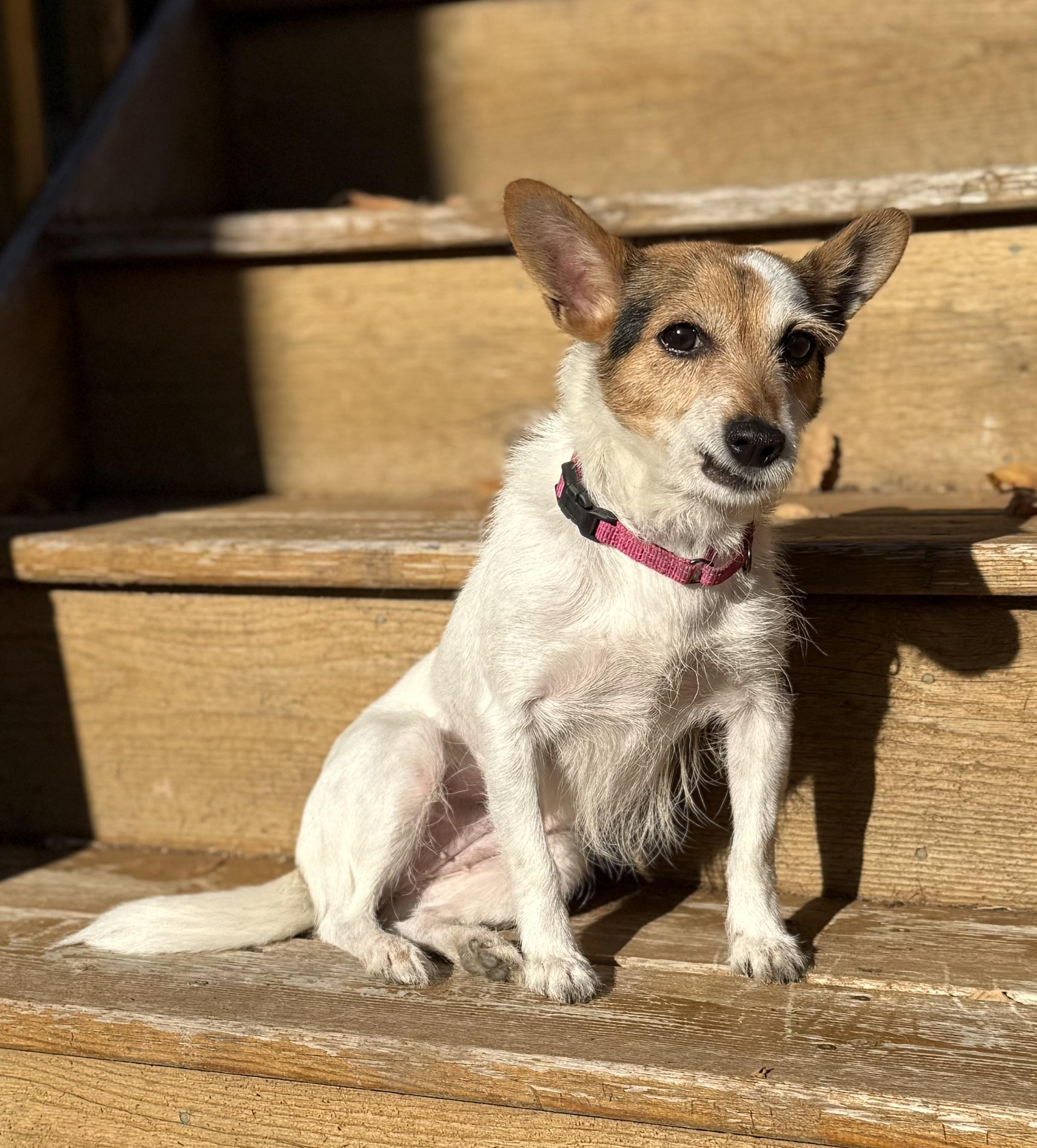 Mayva, a Adoptable Jack Russell Terrier in St. Paul, MN image 5/5