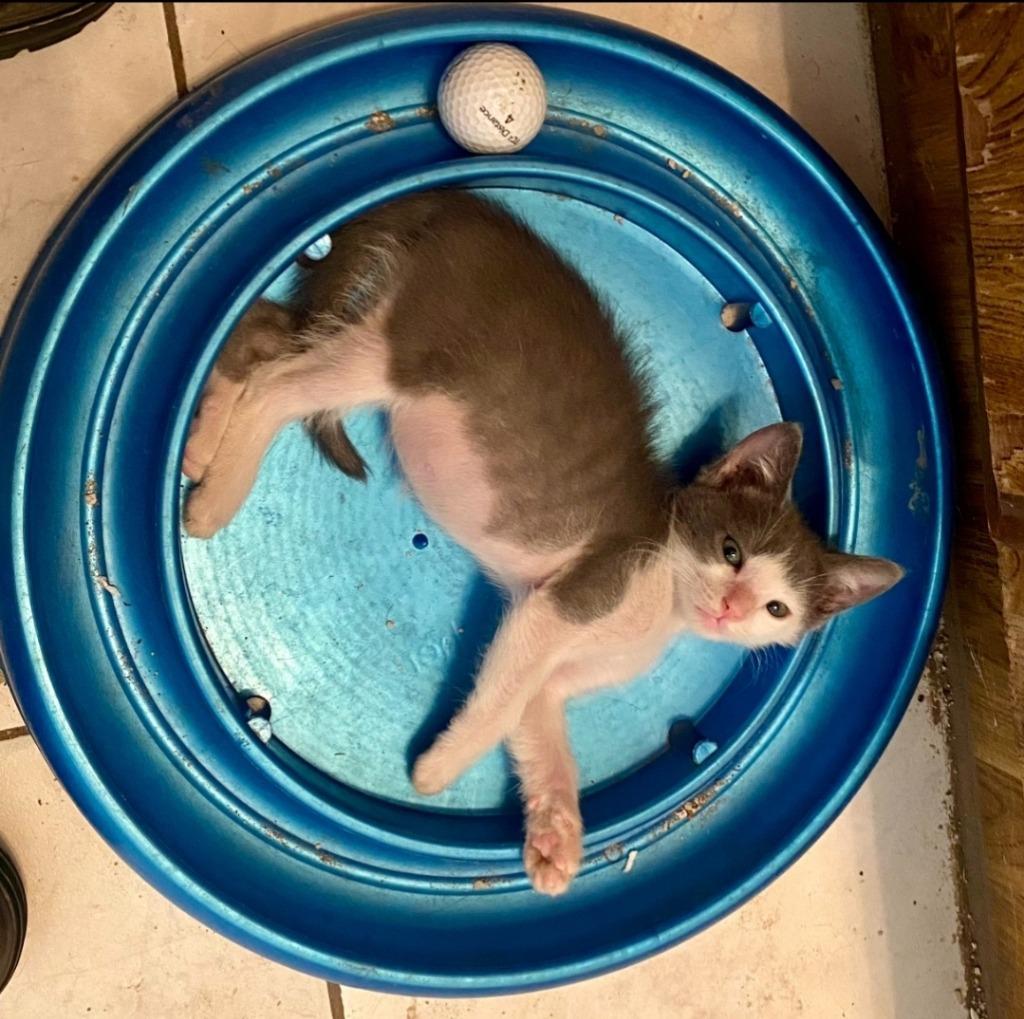 Spotnik, Adoptable, Young Female Domestic Short Hair.