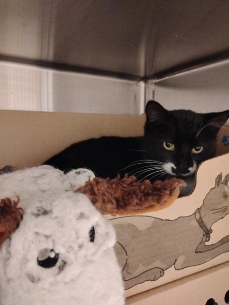 Enlarge Barbie, a Adoptable mixed breed in Abbotsford, BC image 1/1