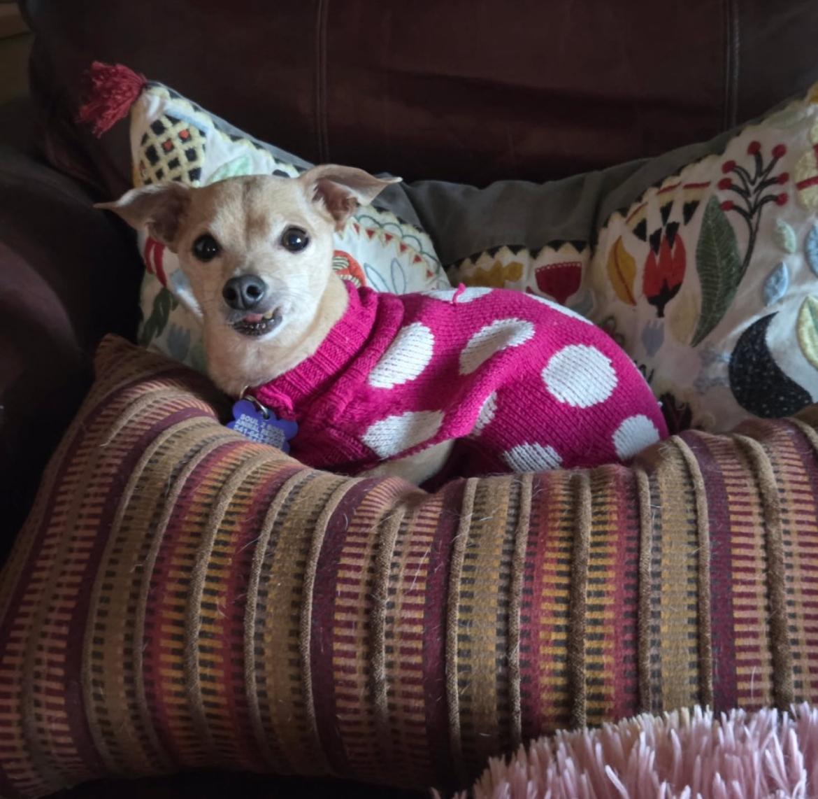 Enlarge Zani , a ADOPTABLE Chihuahua in Powell Butte, OR image 1/1