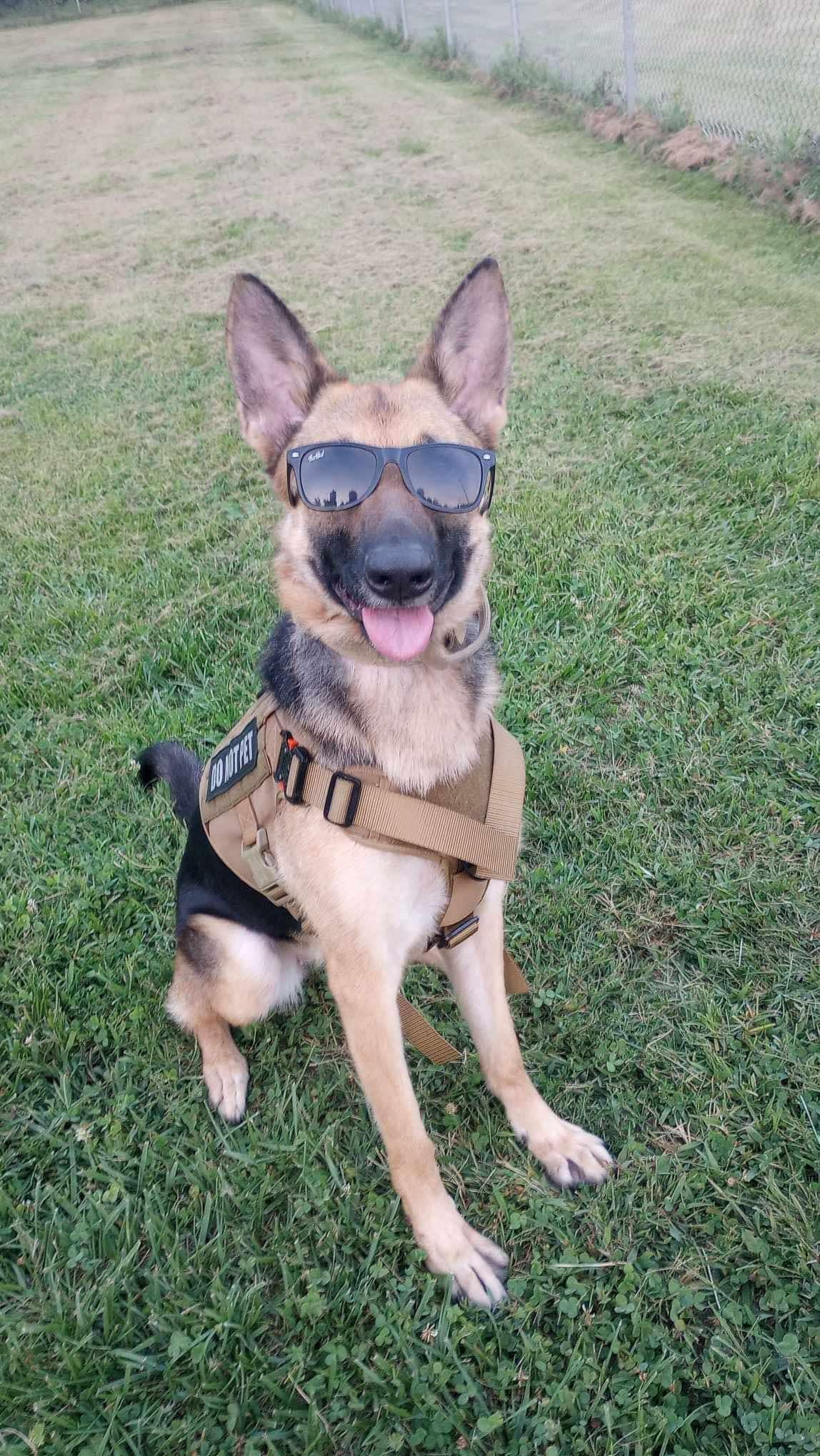 Abigail, a Adoptable German Shepherd Dog in Muncie, IN image 1/6