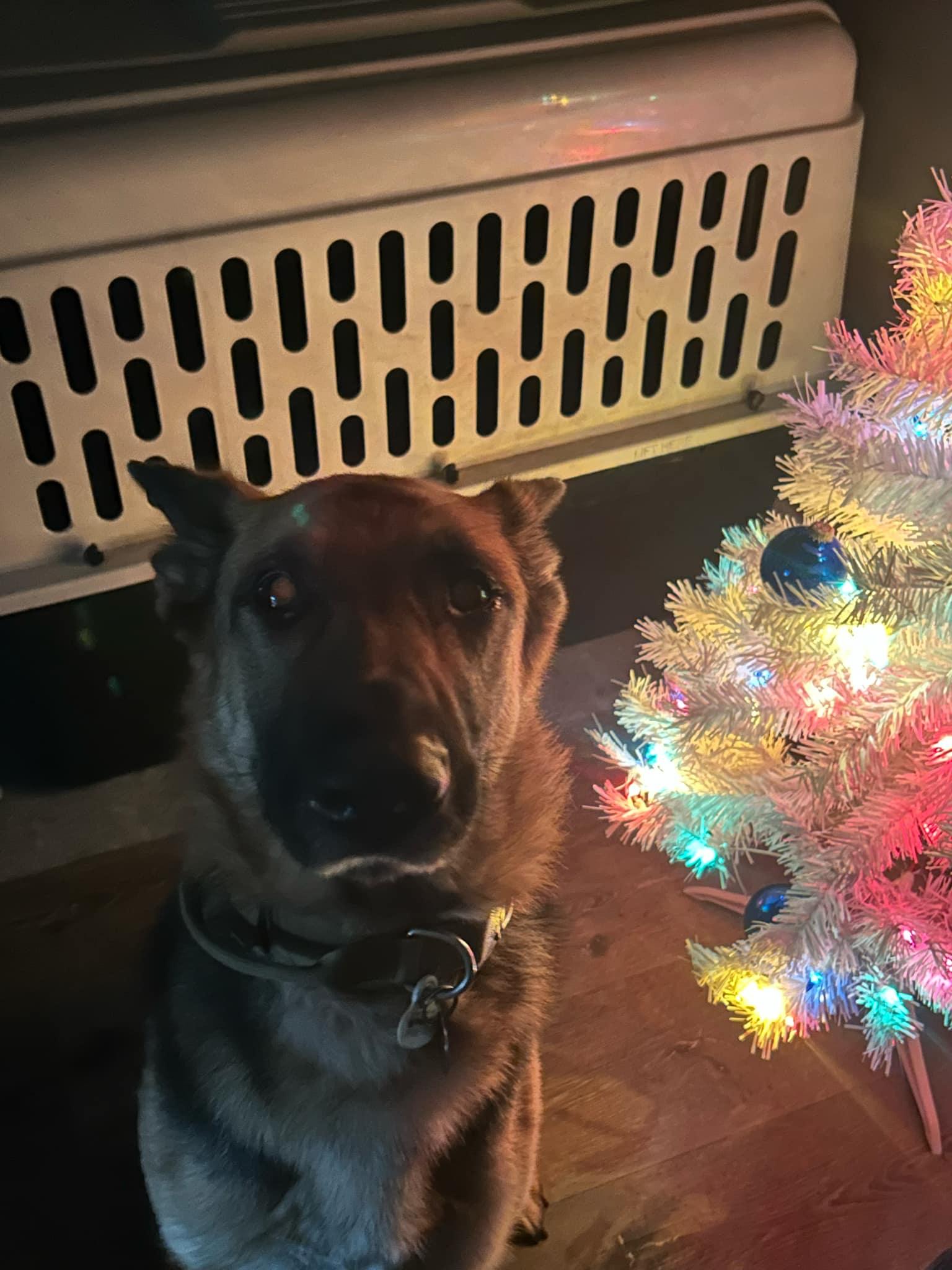 Abigail, a Adoptable German Shepherd Dog in Muncie, IN image 2/6