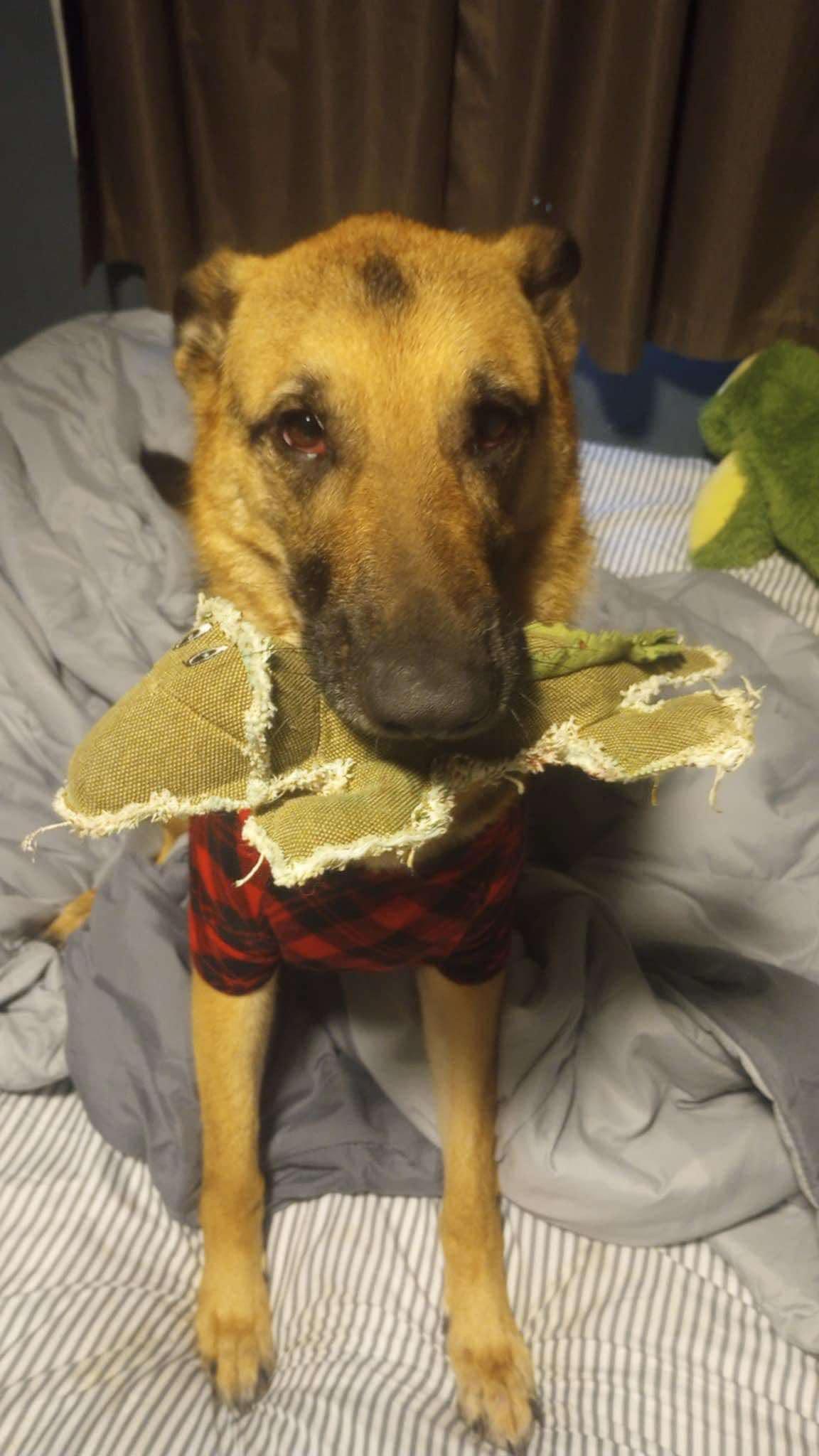 Abigail, a Adoptable German Shepherd Dog in Muncie, IN image 3/6