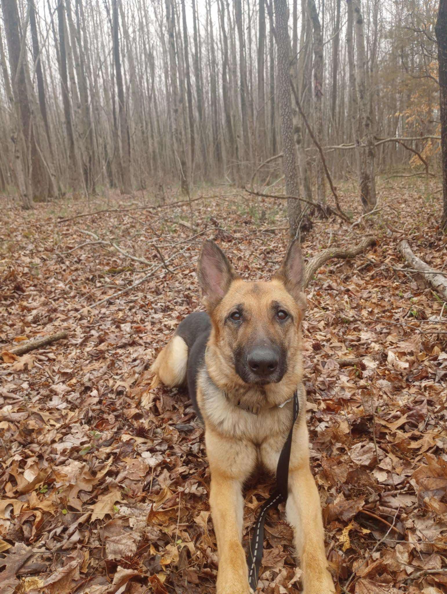 Abigail, a Adoptable German Shepherd Dog in Muncie, IN image 4/6
