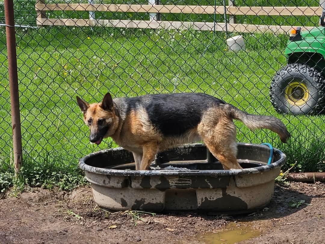 Abigail, a Adoptable German Shepherd Dog in Muncie, IN image 5/6