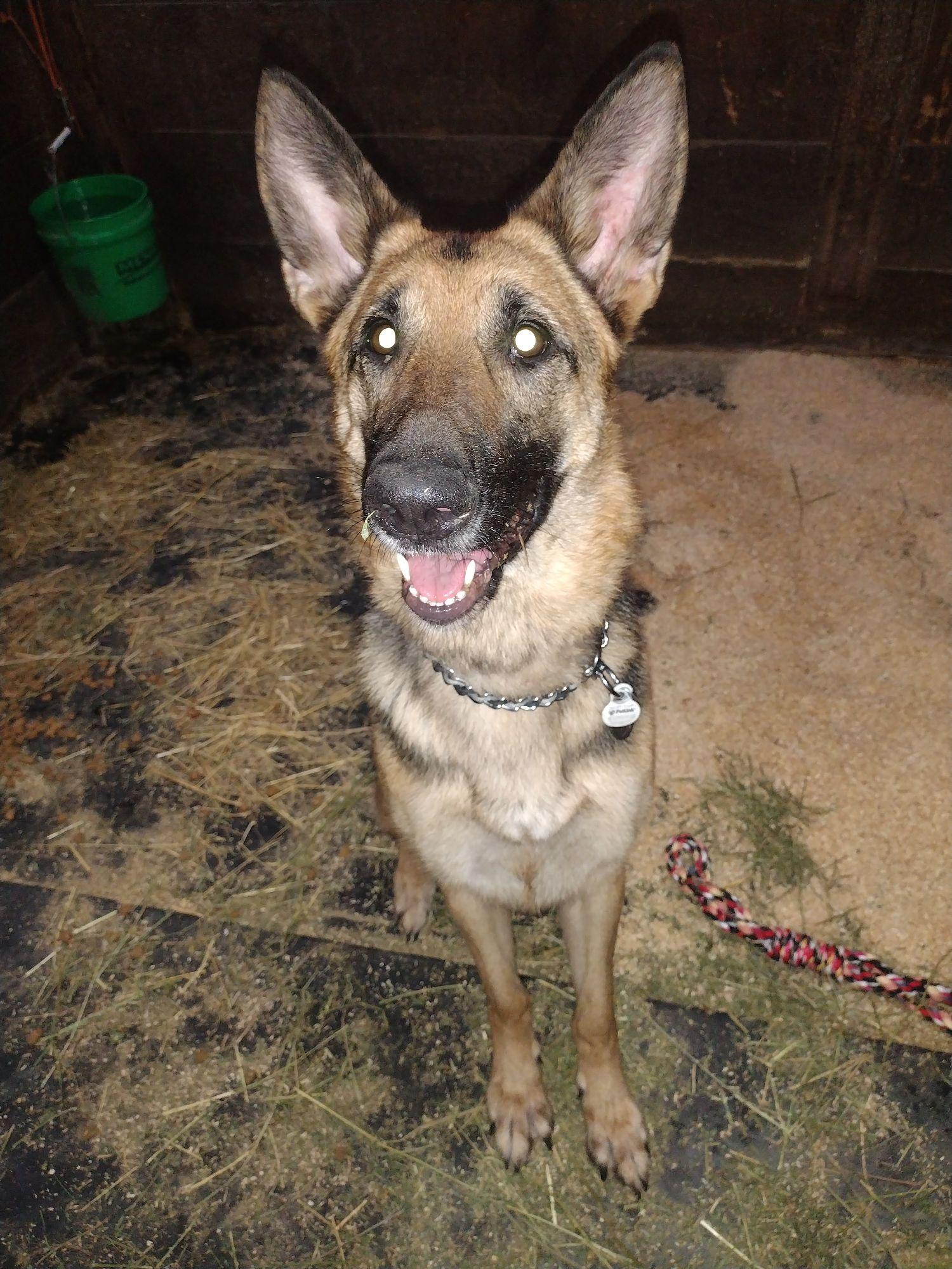Abigail, a Adoptable German Shepherd Dog in Muncie, IN image 6/6