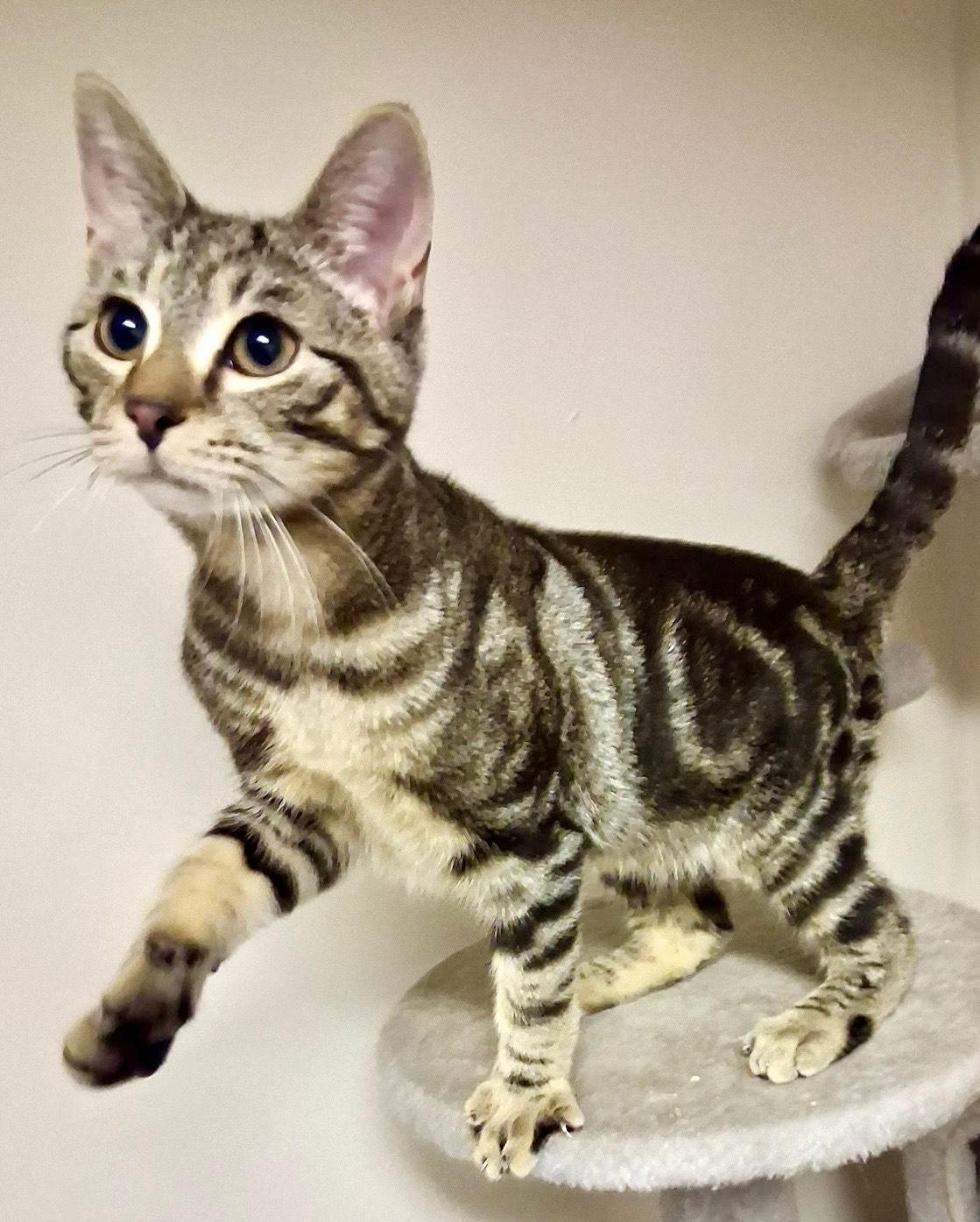 Enlarge Sammy, a ADOPTABLE Domestic Short Hair in Monroe Township, NJ image 2/2