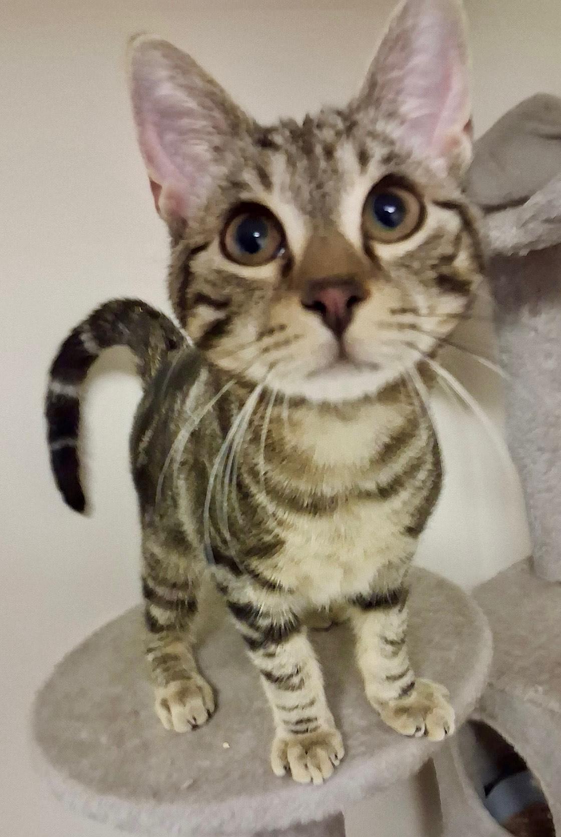 Enlarge Sammy, a ADOPTABLE Domestic Short Hair in Monroe Township, NJ image 1/2