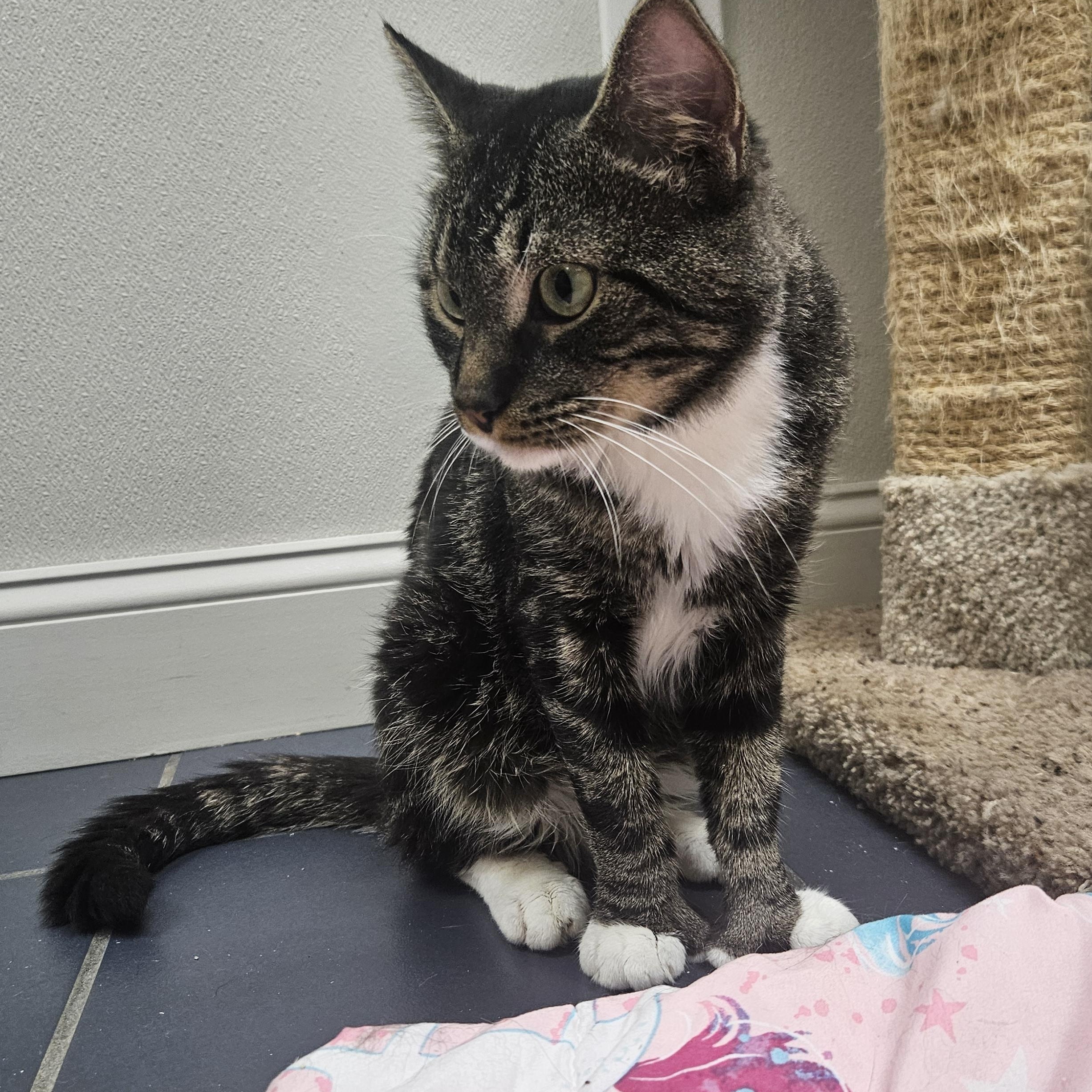 Enlarge Stewie, a ADOPTABLE Domestic Short Hair in Fall River, MA image 1/1