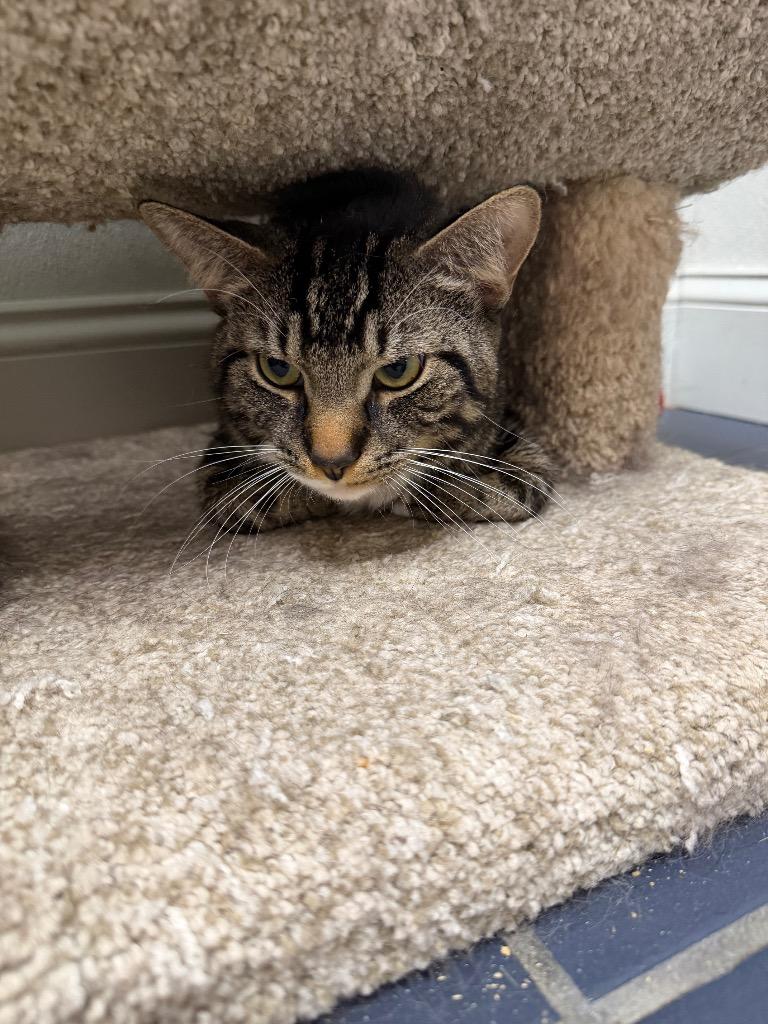 Enlarge Stewie, a ADOPTABLE Domestic Short Hair in Fall River, MA image 1/1