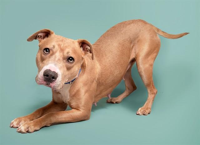 BOMBA, Adoptable, Young Female Pit Bull Terrier.