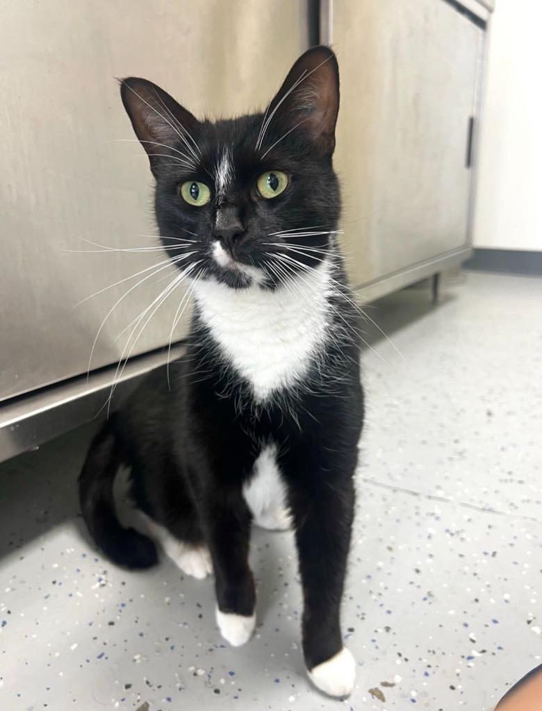 Enlarge Socks, a Adoptable mixed breed in Brookings, OR image 1/1