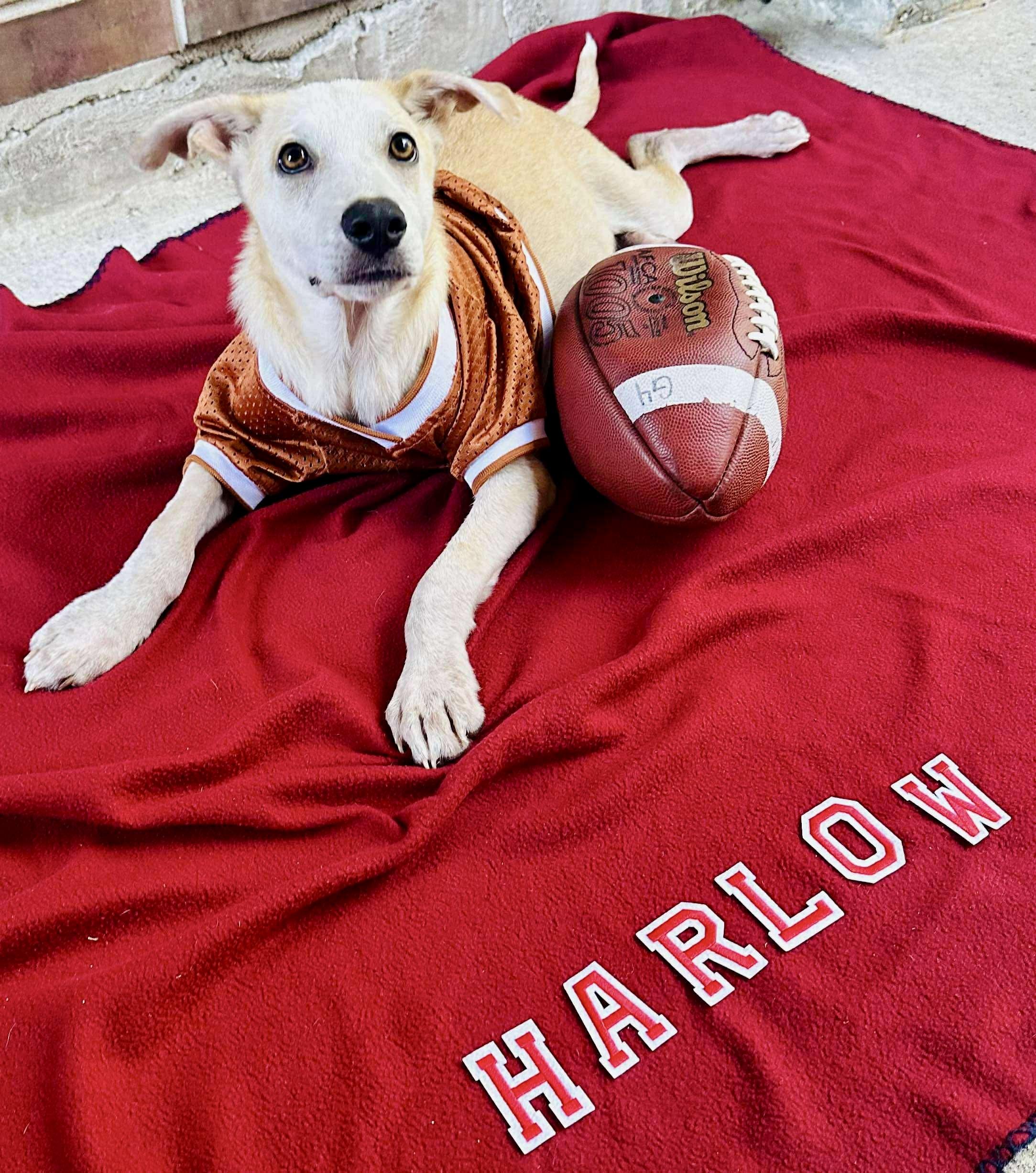 Harlow