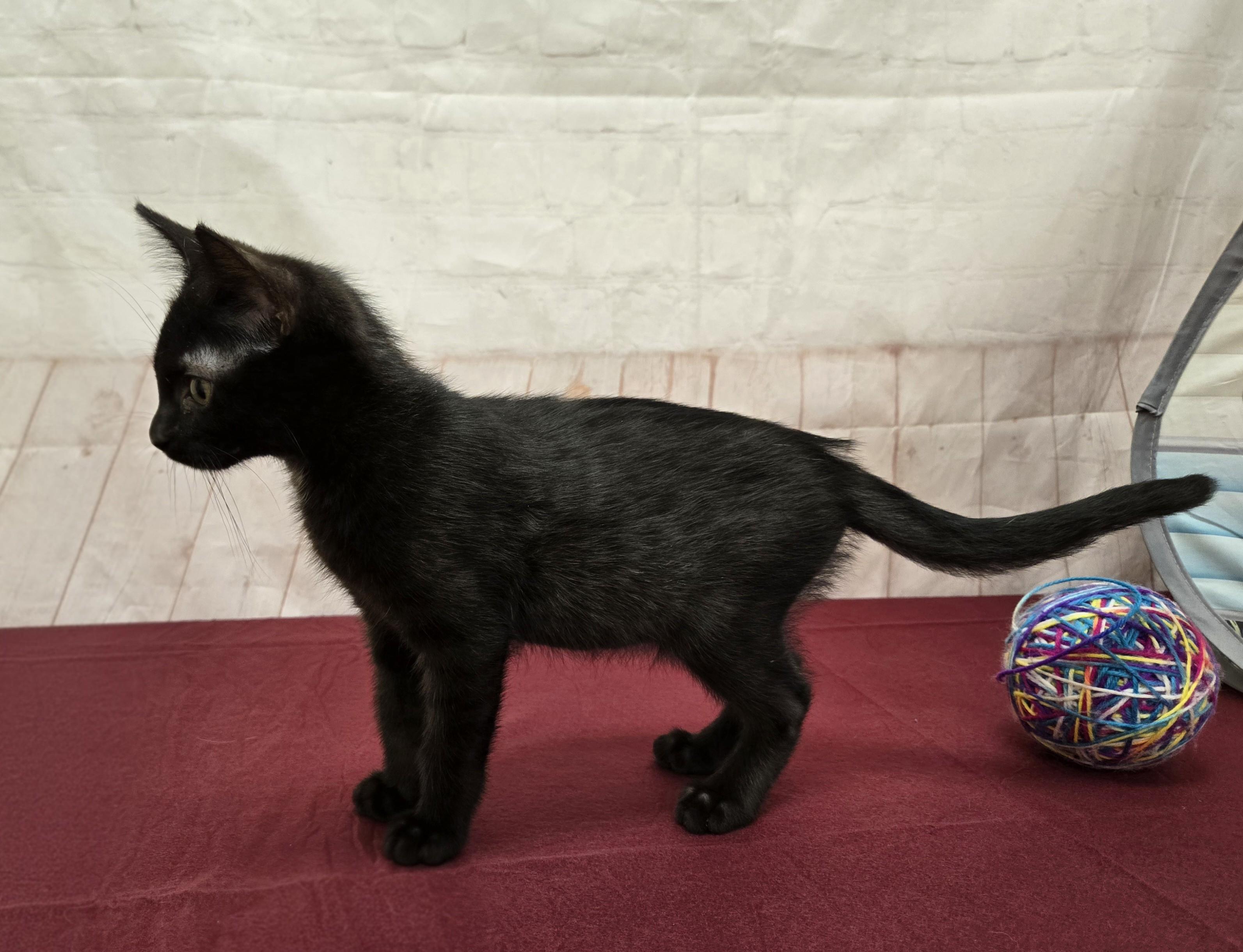 Enlarge Brawny, a ADOPTABLE Domestic Short Hair in Red Wing, MN image 3/3