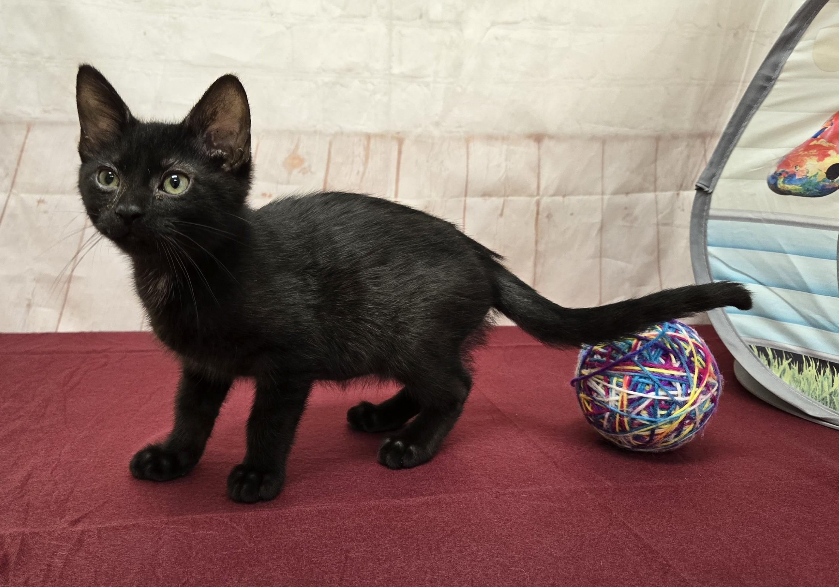 Brawny, ADOPTABLE, Kitten Male Domestic Short Hair.