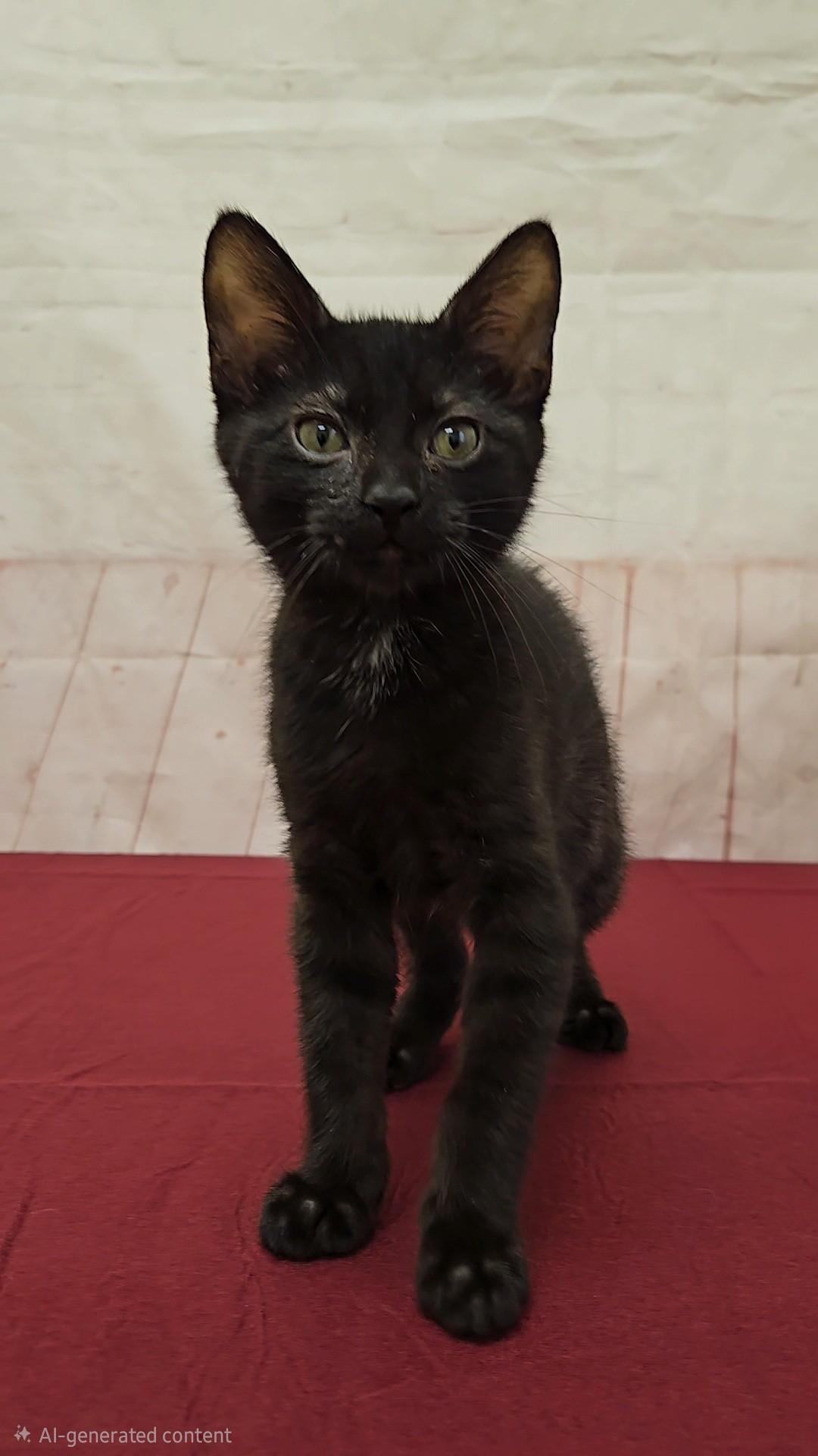 Enlarge Brawny, a ADOPTABLE Domestic Short Hair in Red Wing, MN image 2/3