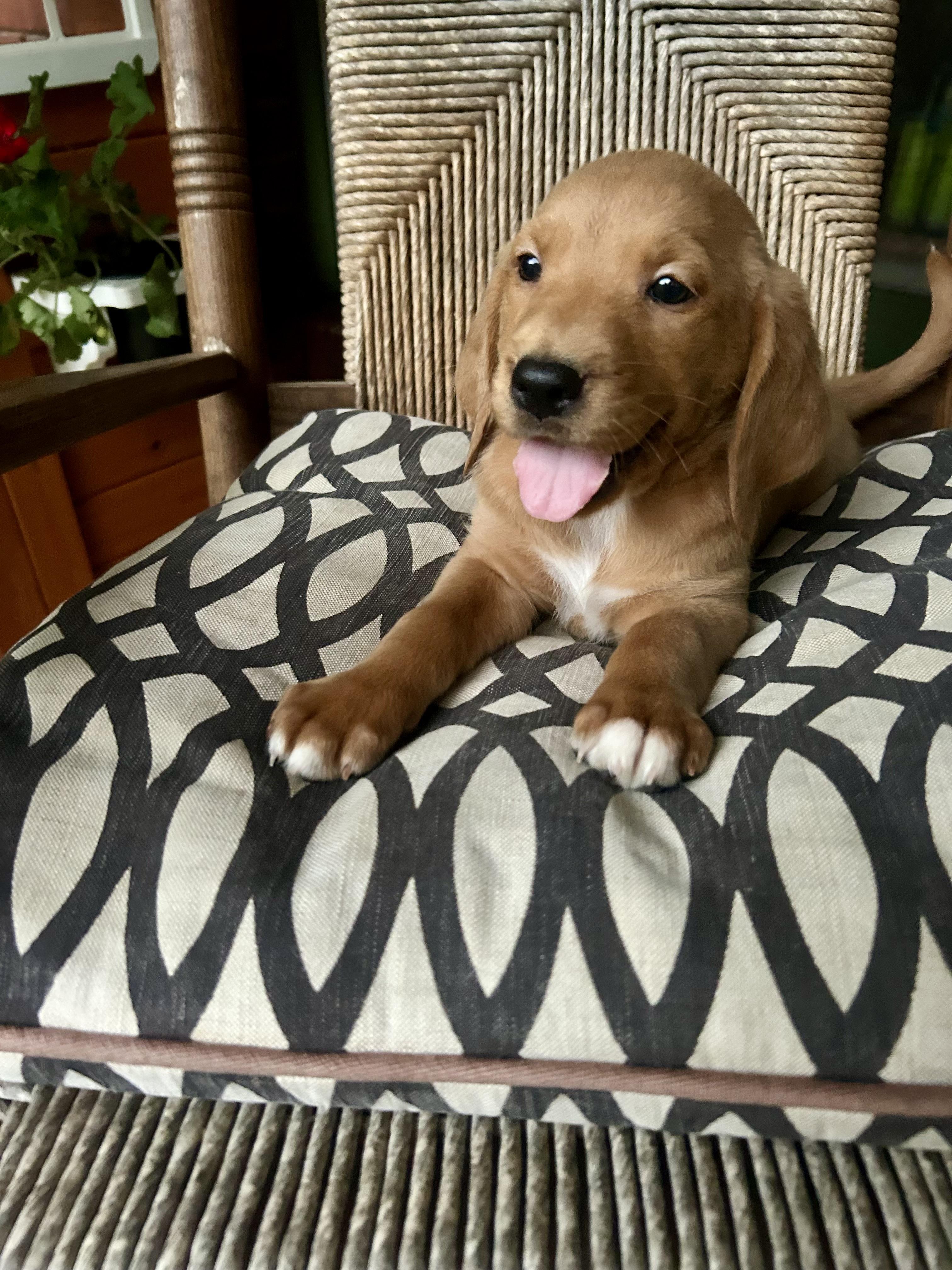 Enlarge Rue, an adopted mixed breed in Brattleboro, VT image 3/4