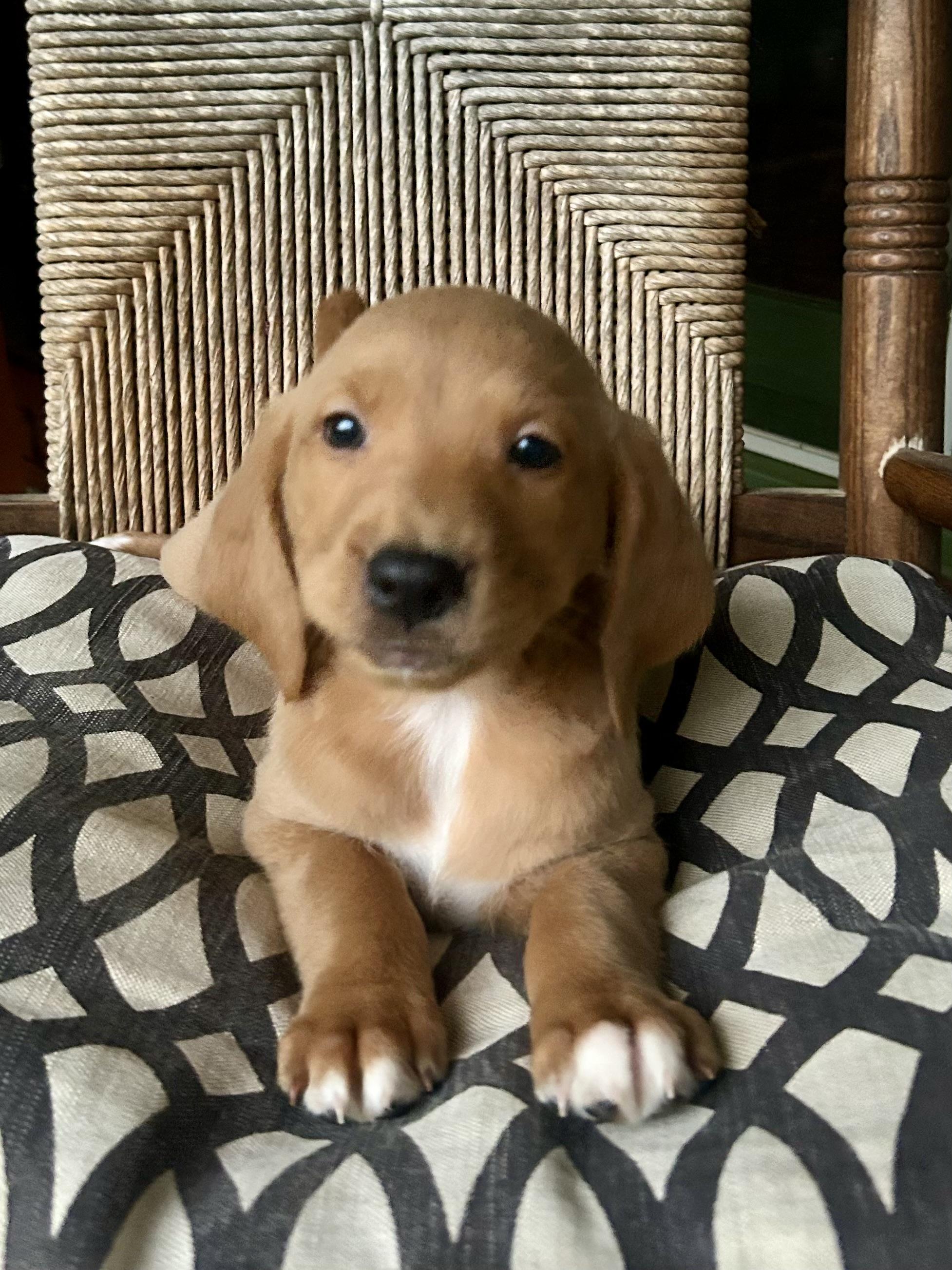 Enlarge Rue, an adopted mixed breed in Brattleboro, VT image 2/4