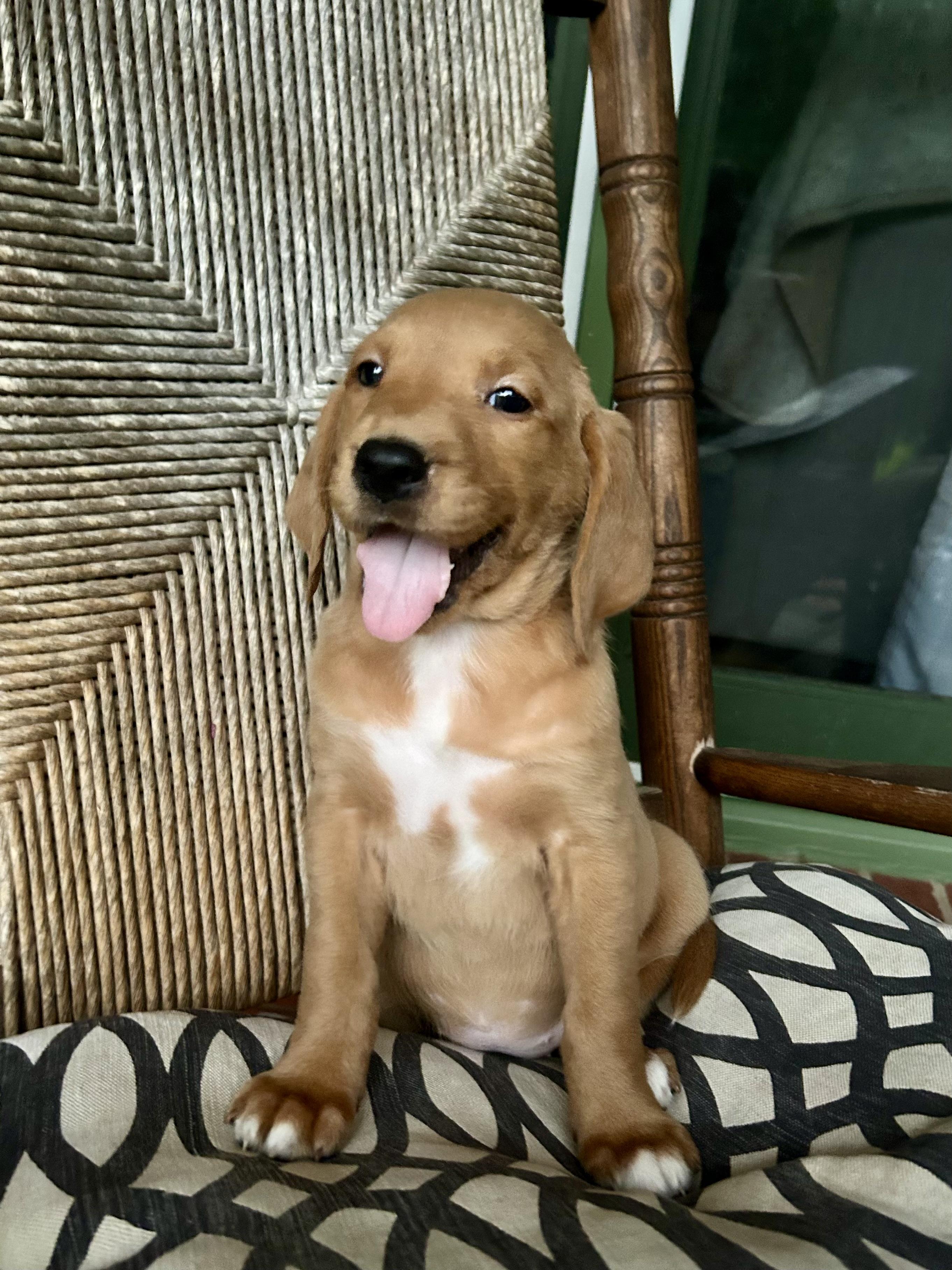 Enlarge Rue, an adopted mixed breed in Brattleboro, VT image 4/4