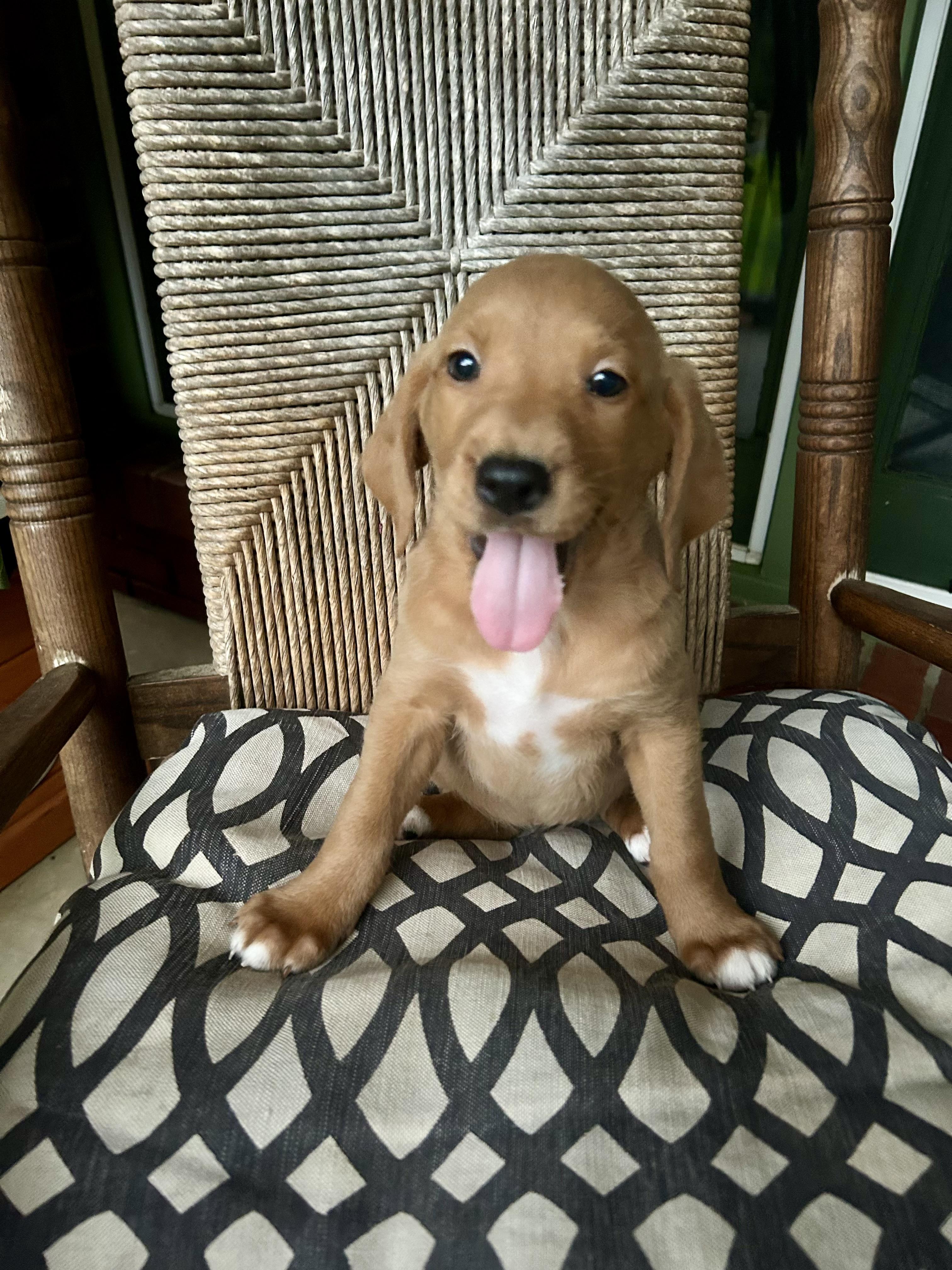 Enlarge Rue, an adopted mixed breed in Brattleboro, VT image 1/4