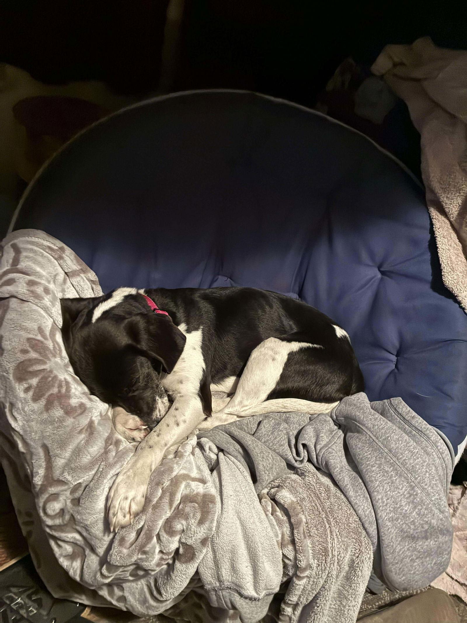 Enlarge Katniss, a Adoptable mixed breed in Roxboro, NC image 1/3