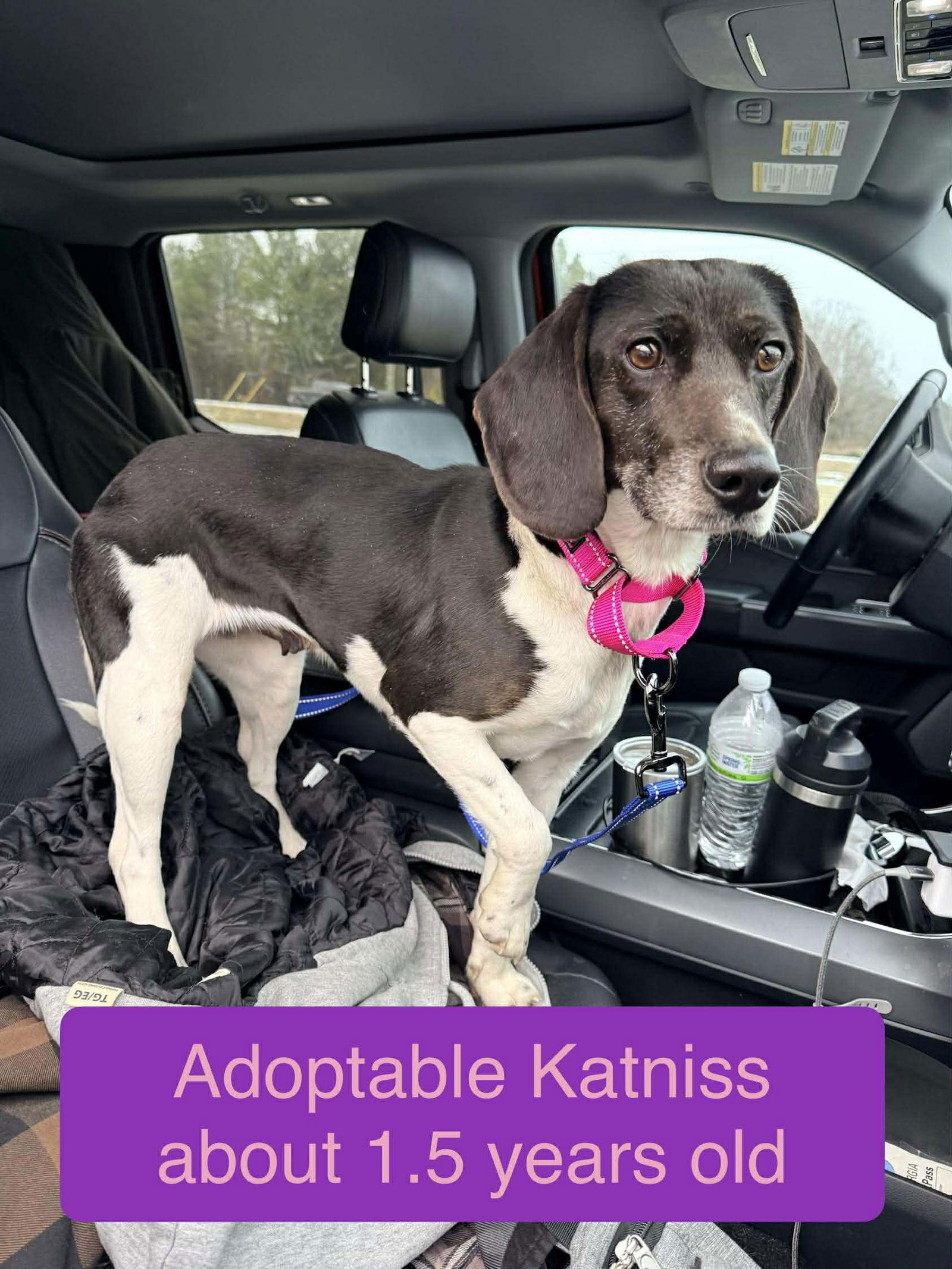 Enlarge Katniss, a Adoptable mixed breed in Roxboro, NC image 2/3