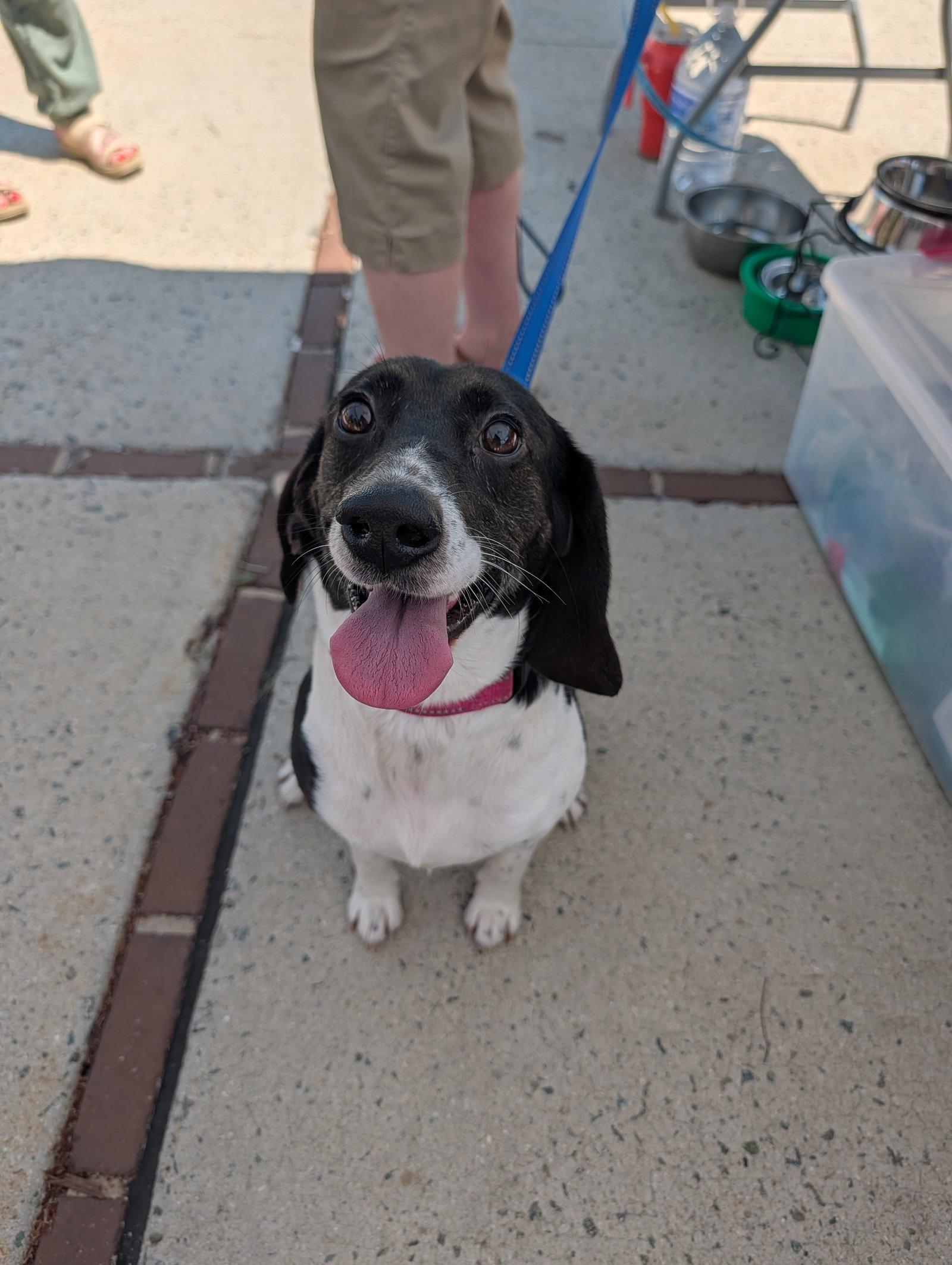 Enlarge Katniss, a Adoptable mixed breed in Roxboro, NC image 3/3