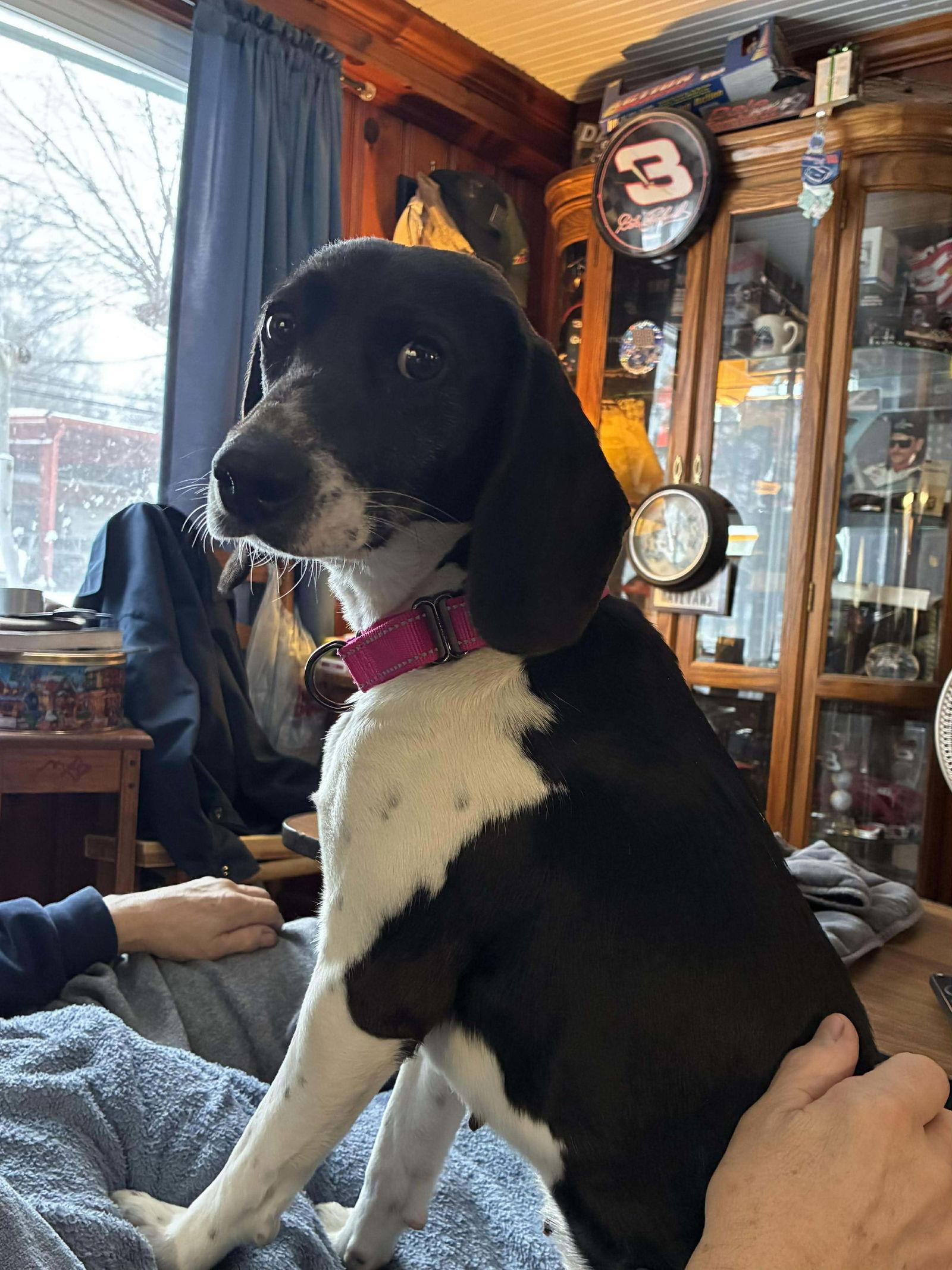 Enlarge Katniss, a Adoptable mixed breed in Roxboro, NC image 3/3