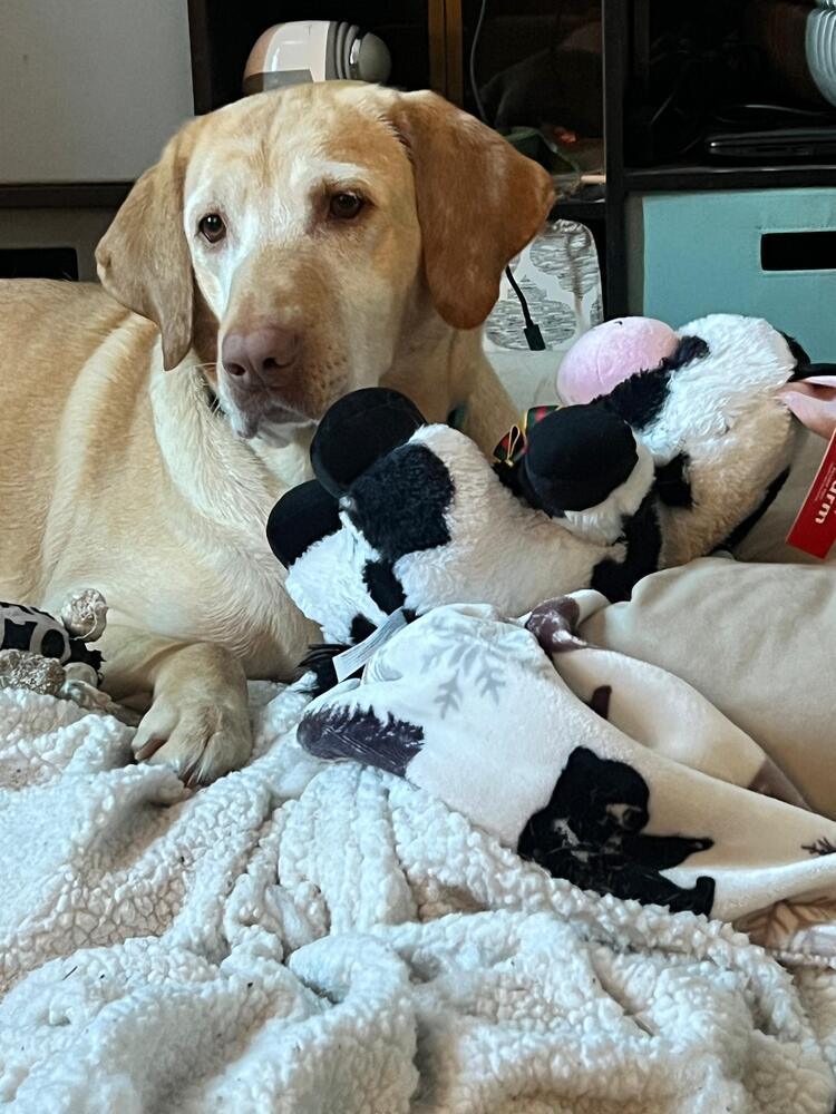 Hazel (FOSTERED LOCALLY), a Adoptable Labrador Retriever in Leverett, MA image 1/6